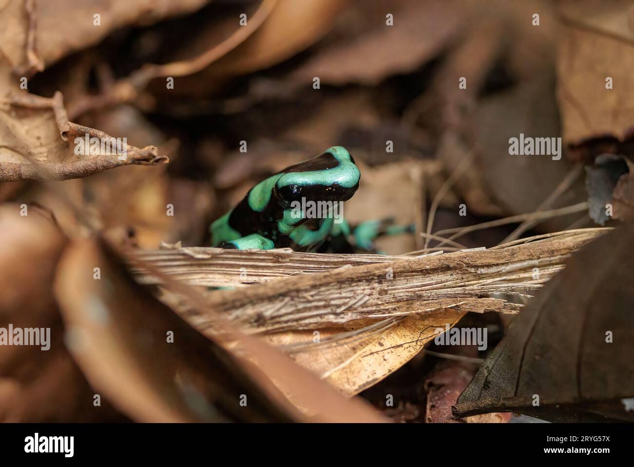 Grüner und schwarzer Giftpfeilfrosch auf dem Boden in Sarapiqui, Costa Rica Stockfoto