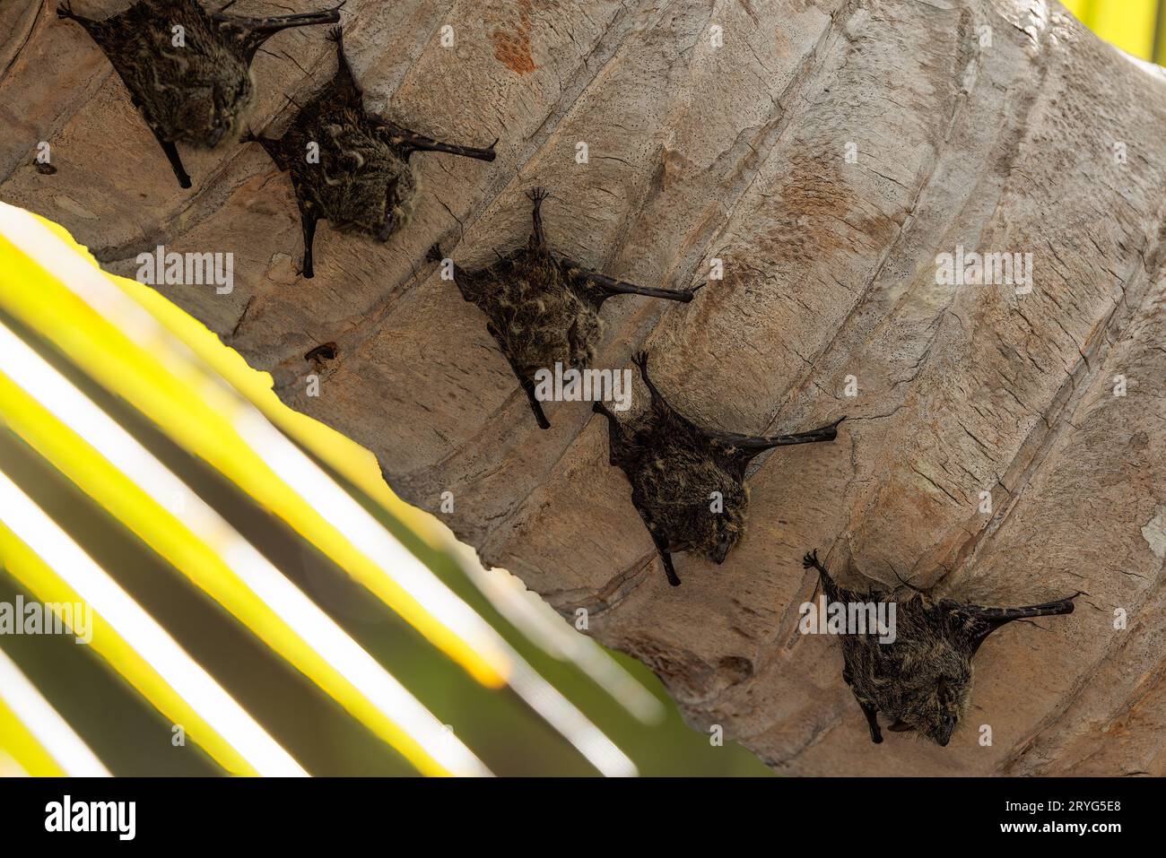 Gruppe von ausgerichteten jungen Fledermäusen auf einer Palme am Fluss Sierra, Costa Rica Stockfoto