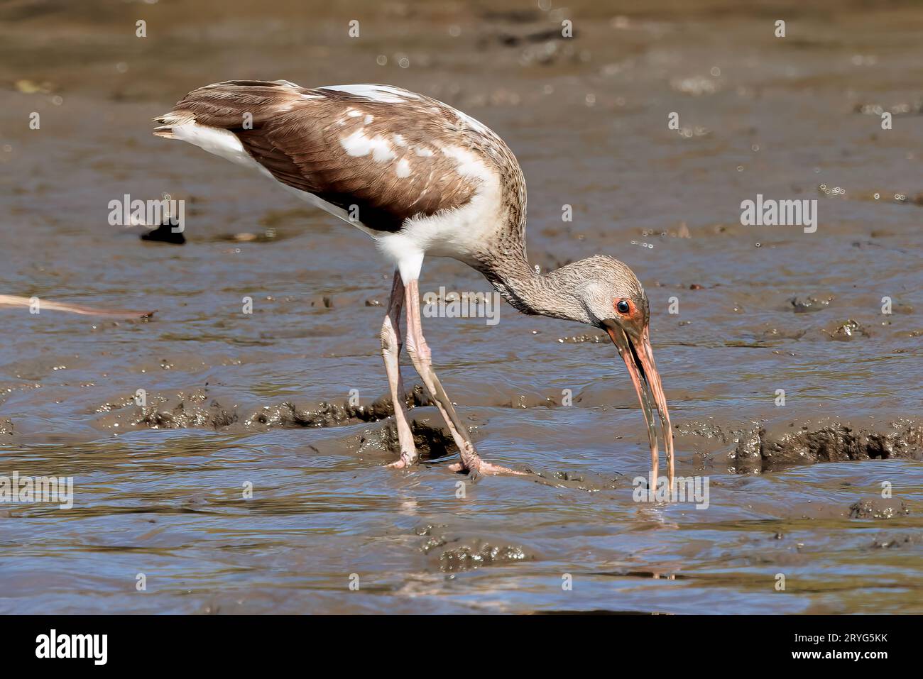 Juvenile American White ibis Walking im Tortuguero-Nationalpark, Costa Rica Stockfoto Juvenile American White ibis Walking im Tortuguero-Nationalpark, Costa Rica Stockfoto