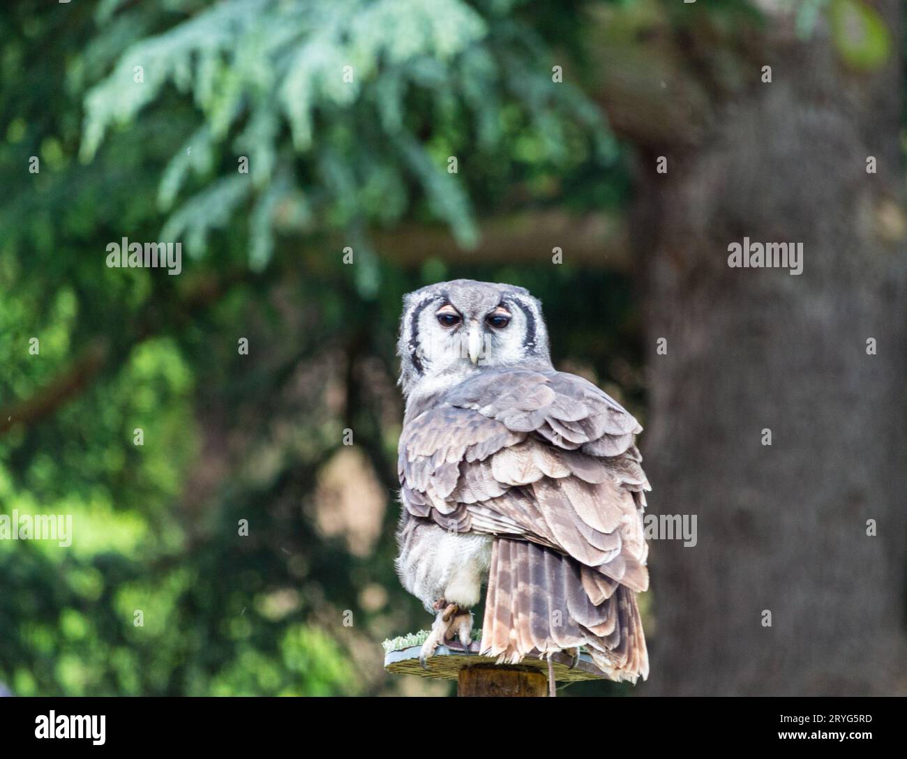 Eule sitzt auf einem Pfosten Stockfoto