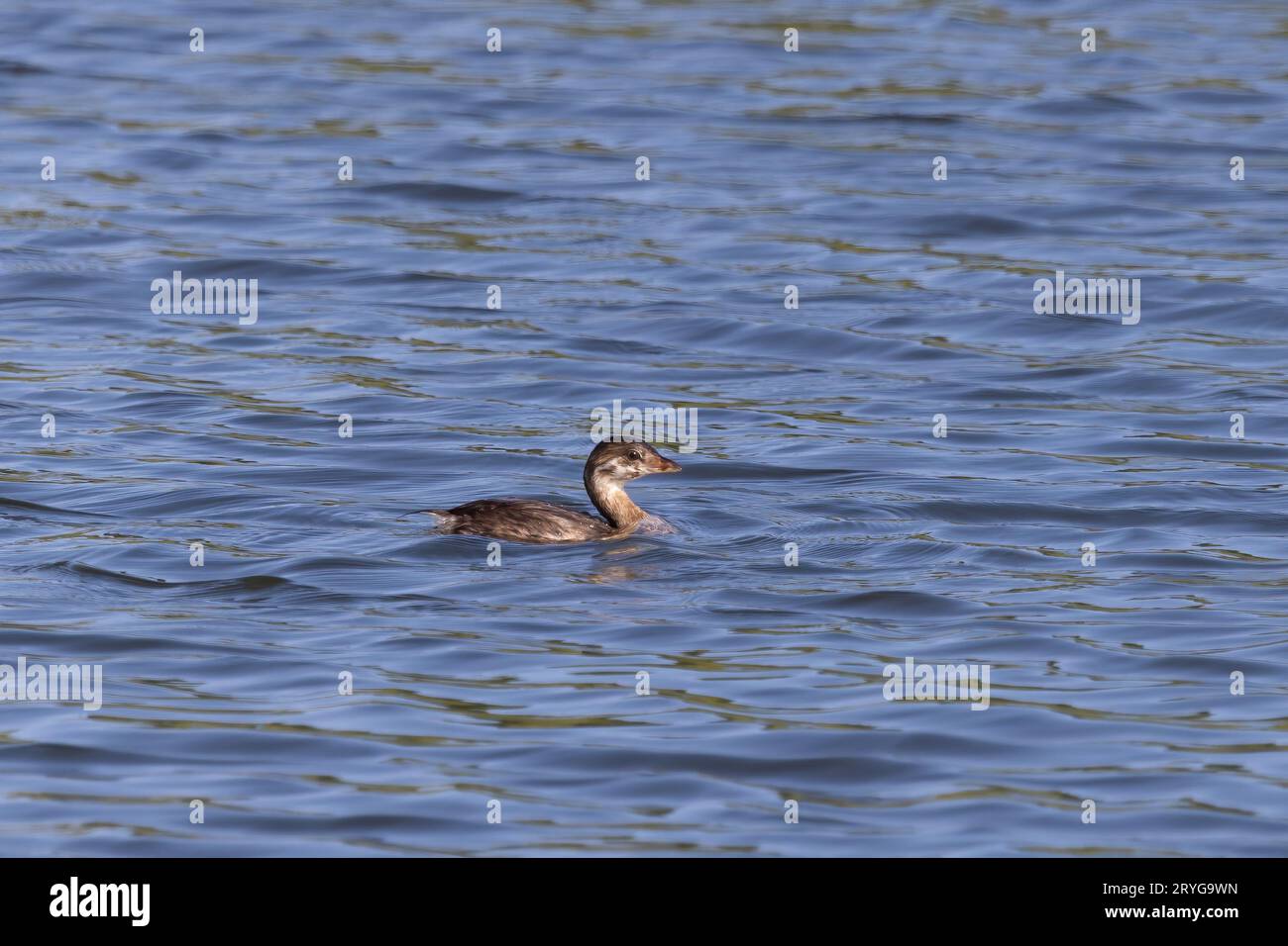 Pied-billed grebe (Podilymbus podiceps) Stockfoto