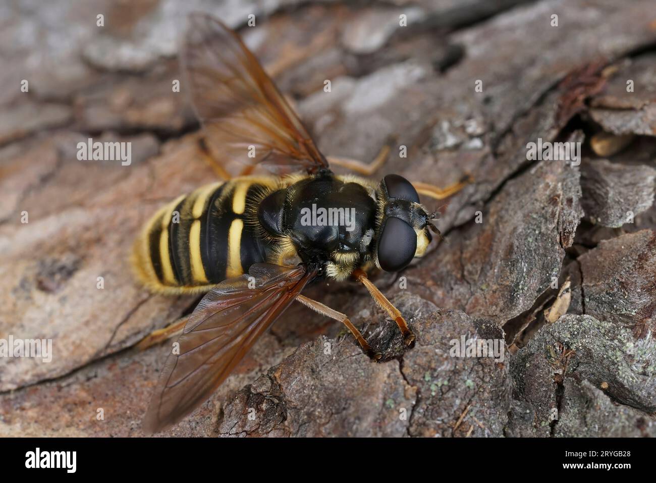 Natürliche detailreiche Nahaufnahme auf einer gelben torfffliege, Sericomyia silentis sitzt auf Holz Stockfoto