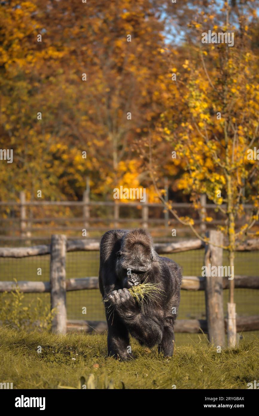 Vertikaler Gorilla mit Gras im Herbstzogzoo. Kritisch gefährdeter Menschenaffen im Zoologischen Garten. Großes schwarzes Pelztier im Park. Stockfoto
