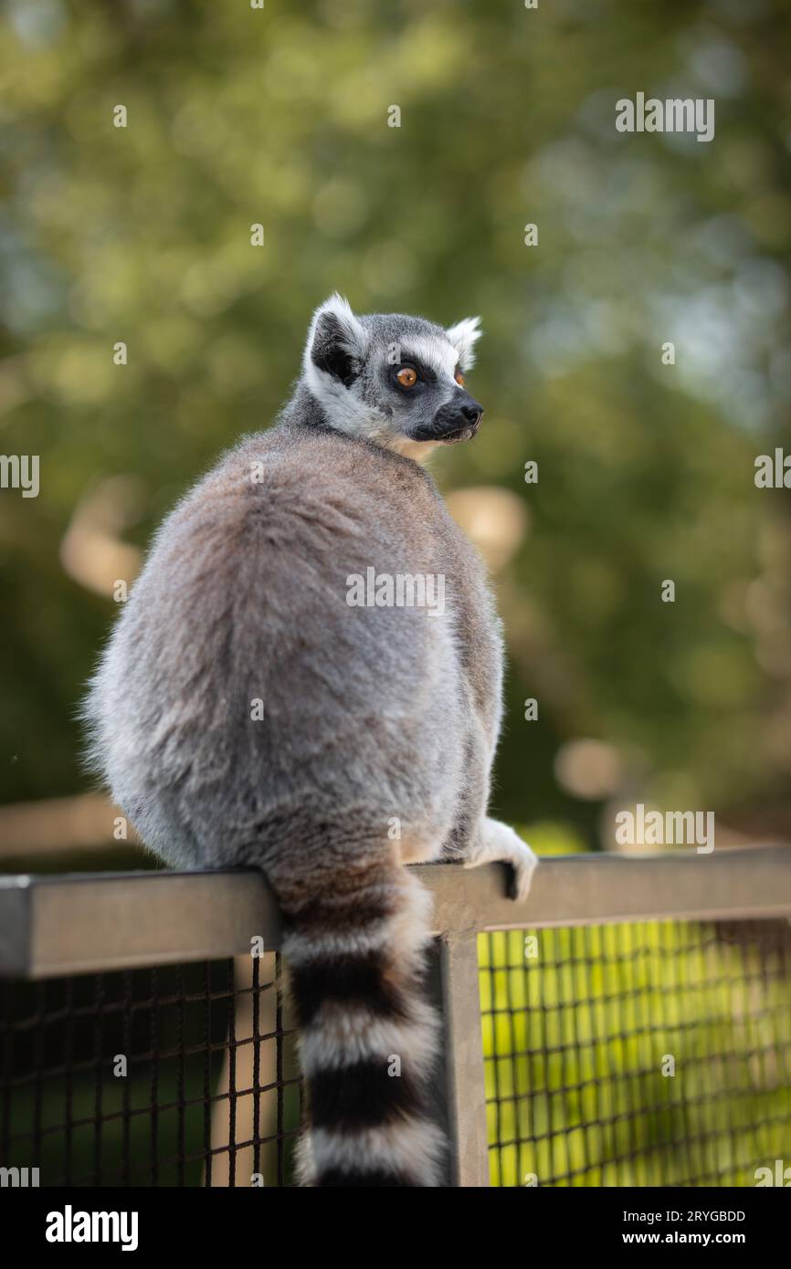 Vertikales Porträt von Alert Lemur Catta im Zoo. RingschwanzLemur sitzt auf einem Zaun im Zoologischen Garten mit grünem Hintergrund mit flacher Tiefe des Feldes. Stockfoto