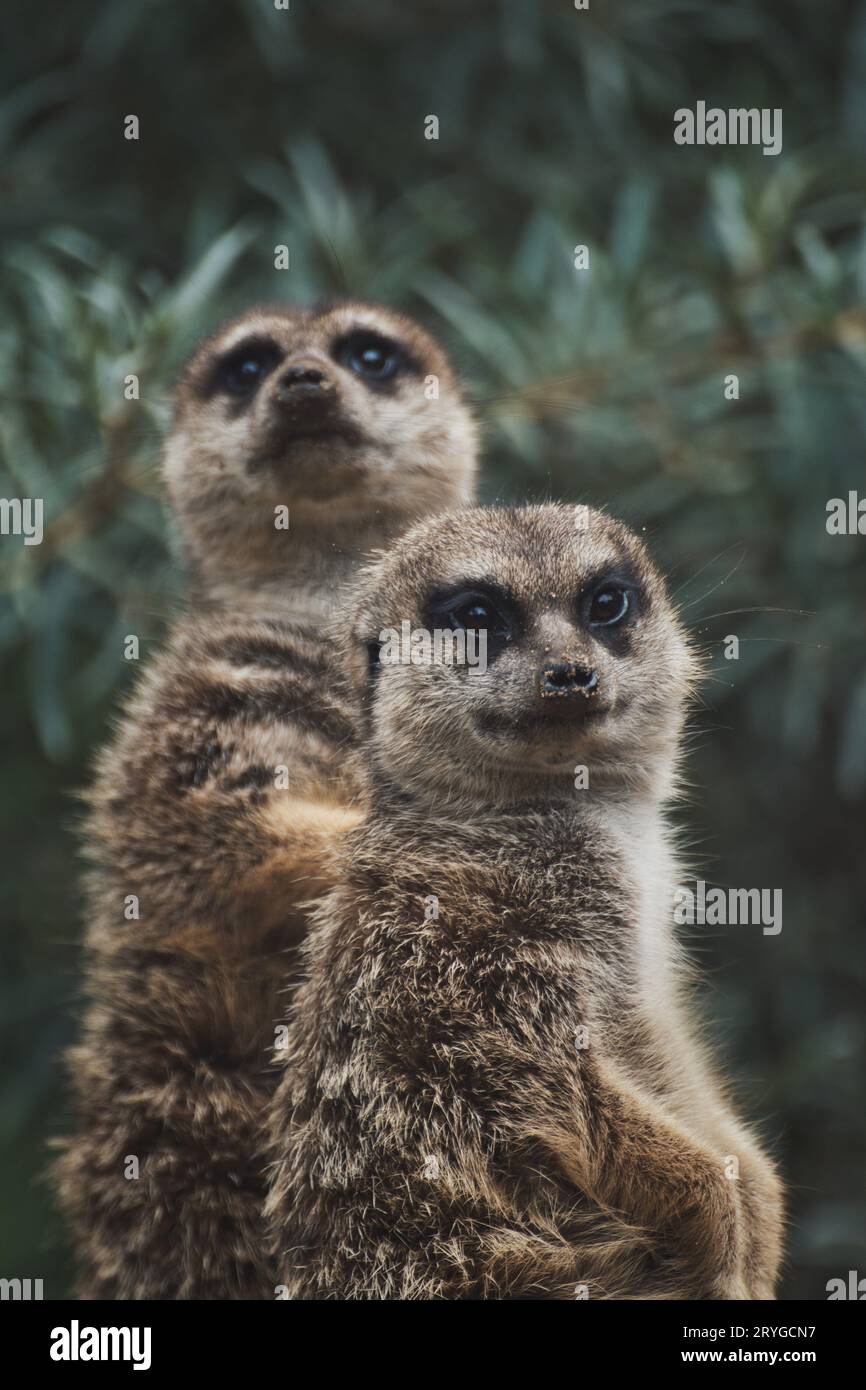Vertikaler Schuss von zwei niedlichen Erdmännchen auf einem Ast in einem Zoo Stockfoto