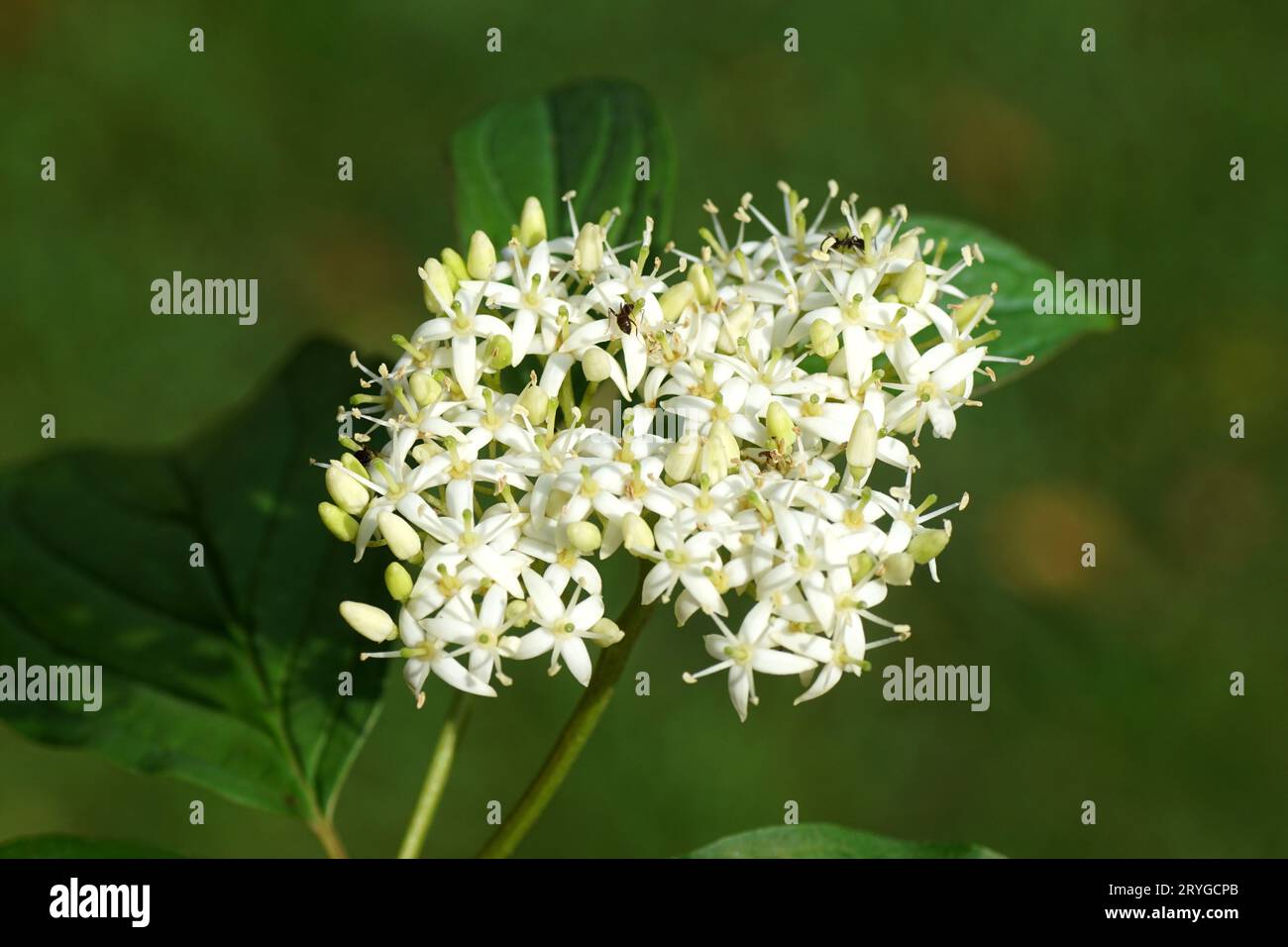 Schließen Sie die weißen Blüten des gewöhnlichen Hartrichholzes, der Familie Cornaceae, des blutigen Hartrichholzes (Cornus sanguinea). Holländischer Garten, September Stockfoto