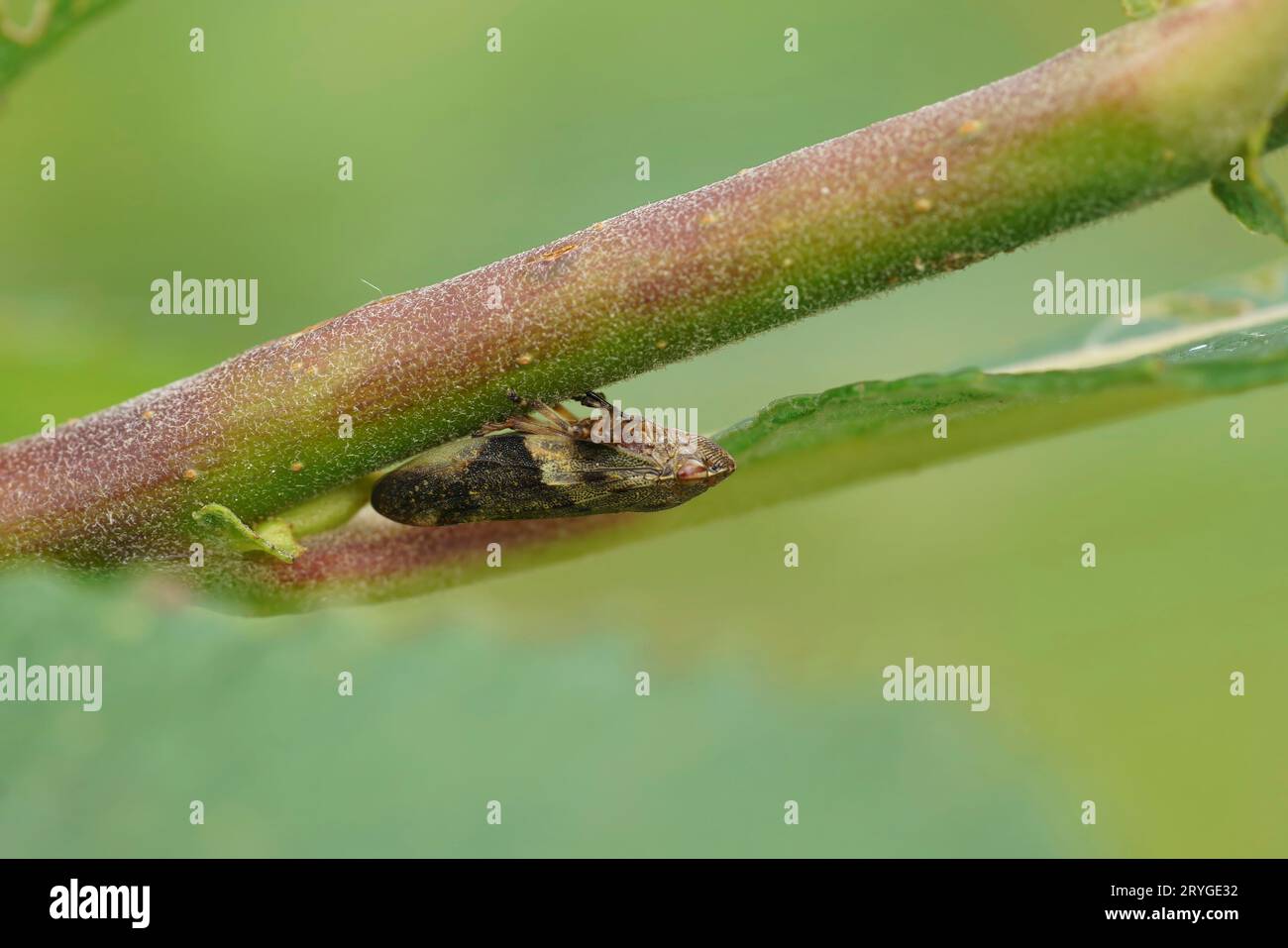 Detaillierte Nahaufnahme eines europäischen Erlenspittlebug, Aphrophora alni, der an einem Zweig hängt Stockfoto