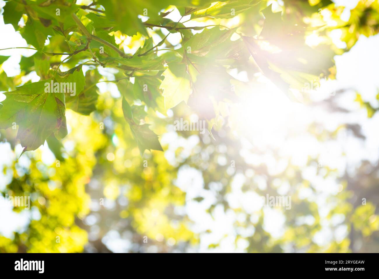 Grüne Blätter und Sonnenlicht Stockfoto