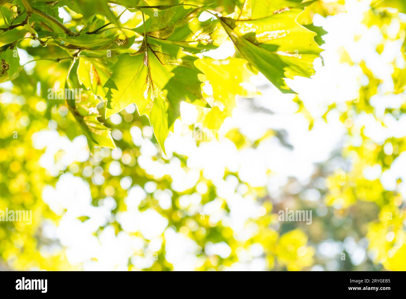Grüne Blätter und Sonnenlicht Stockfoto