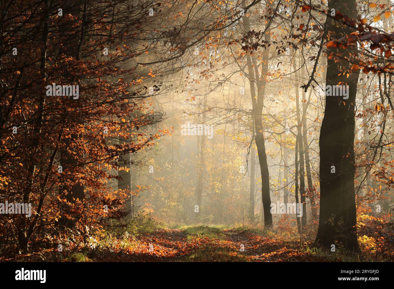 Pfad durch den Wald Stockfoto