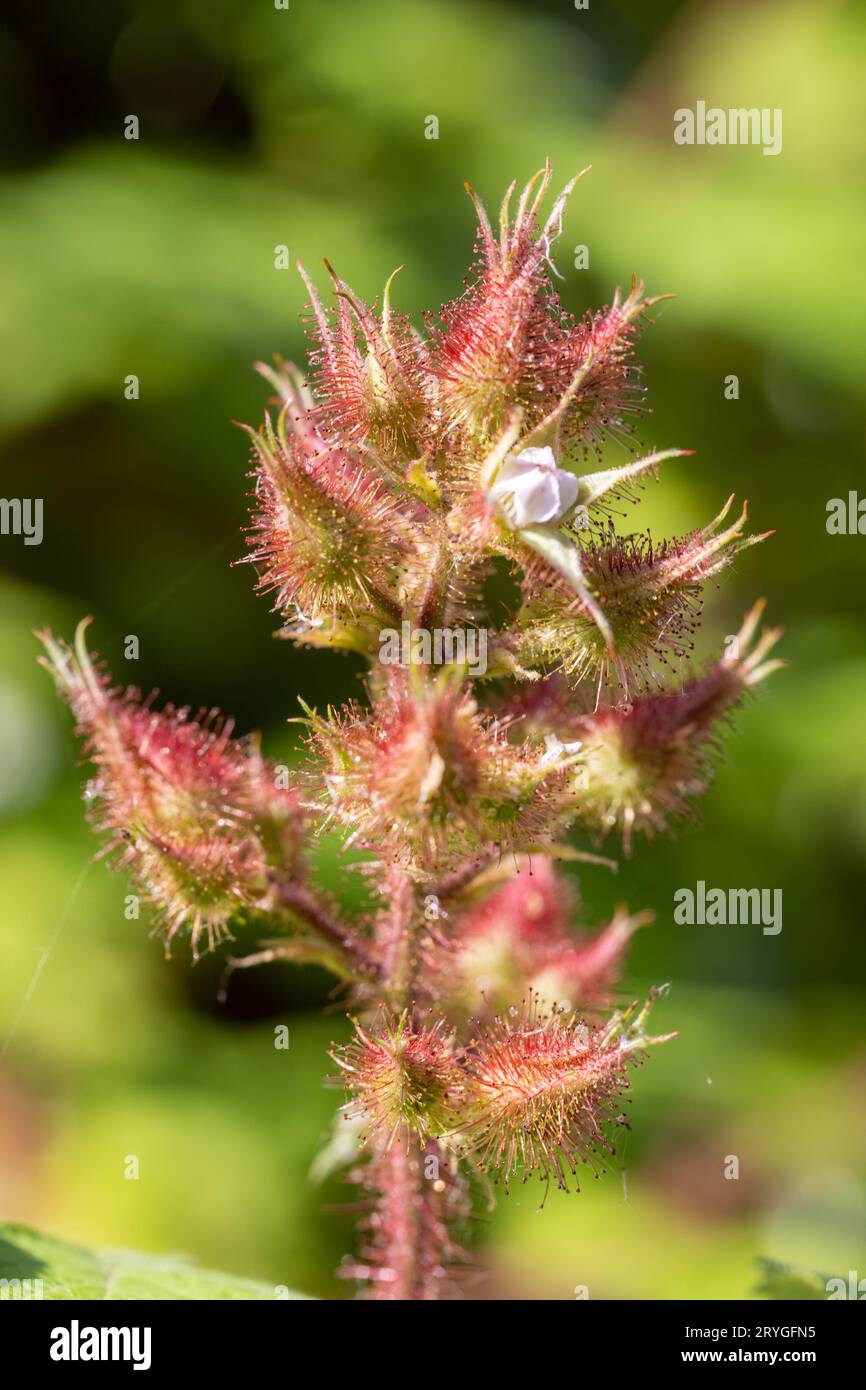 Junge Ahornblätter im Frühling, allgemeiner Name wie Acer ist eine Gattung von Bäumen und Sträuchern. Acer pseudoplatanus oder Acer platanoides, die m Stockfoto