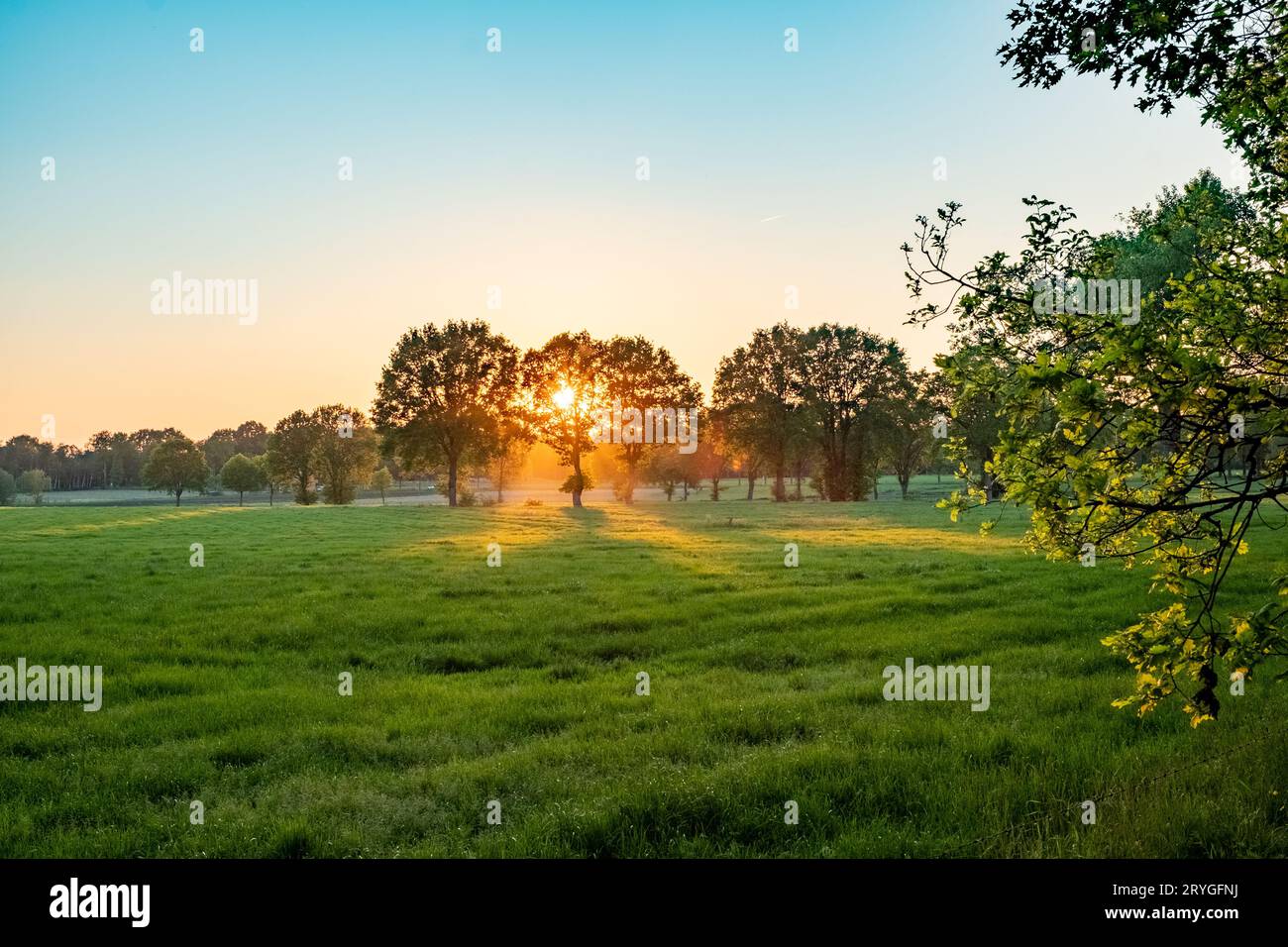 Ein Weitwinkelblick auf eine wunderschöne Wiese mit etwas Nebel unter einem blauen Himmel bei Sonnenaufgang oder Sonnenuntergang mit der Sonne, die durch die tr scheint Stockfoto