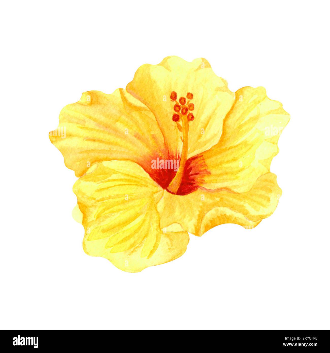 Aquarell gelber Hibiskus, tropische Blume. Handgezeichnet große sonnige Blume Isolater auf weißem Hintergrund. Stockfoto