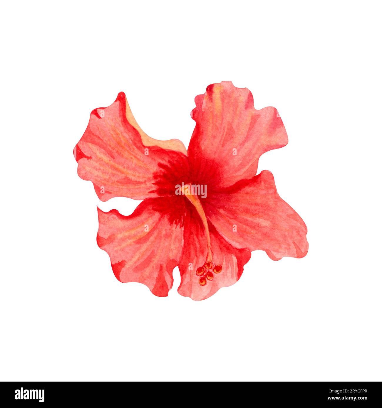 Aquarellillustration der Blume des roten Hibiskus. Handgezeichnete exotische tropische Pflanze isoliert auf weißem Hintergrund. Roter Hibiskus f Stockfoto