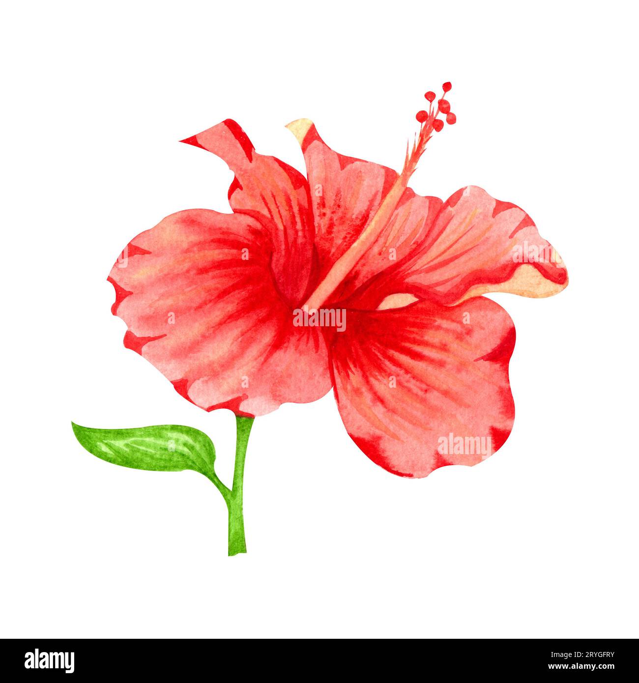 Aquarellillustration der Blume des roten Hibiskus. Handgezeichnete exotische tropische Pflanze isoliert auf weißem Hintergrund. Roter Hibiskus f Stockfoto