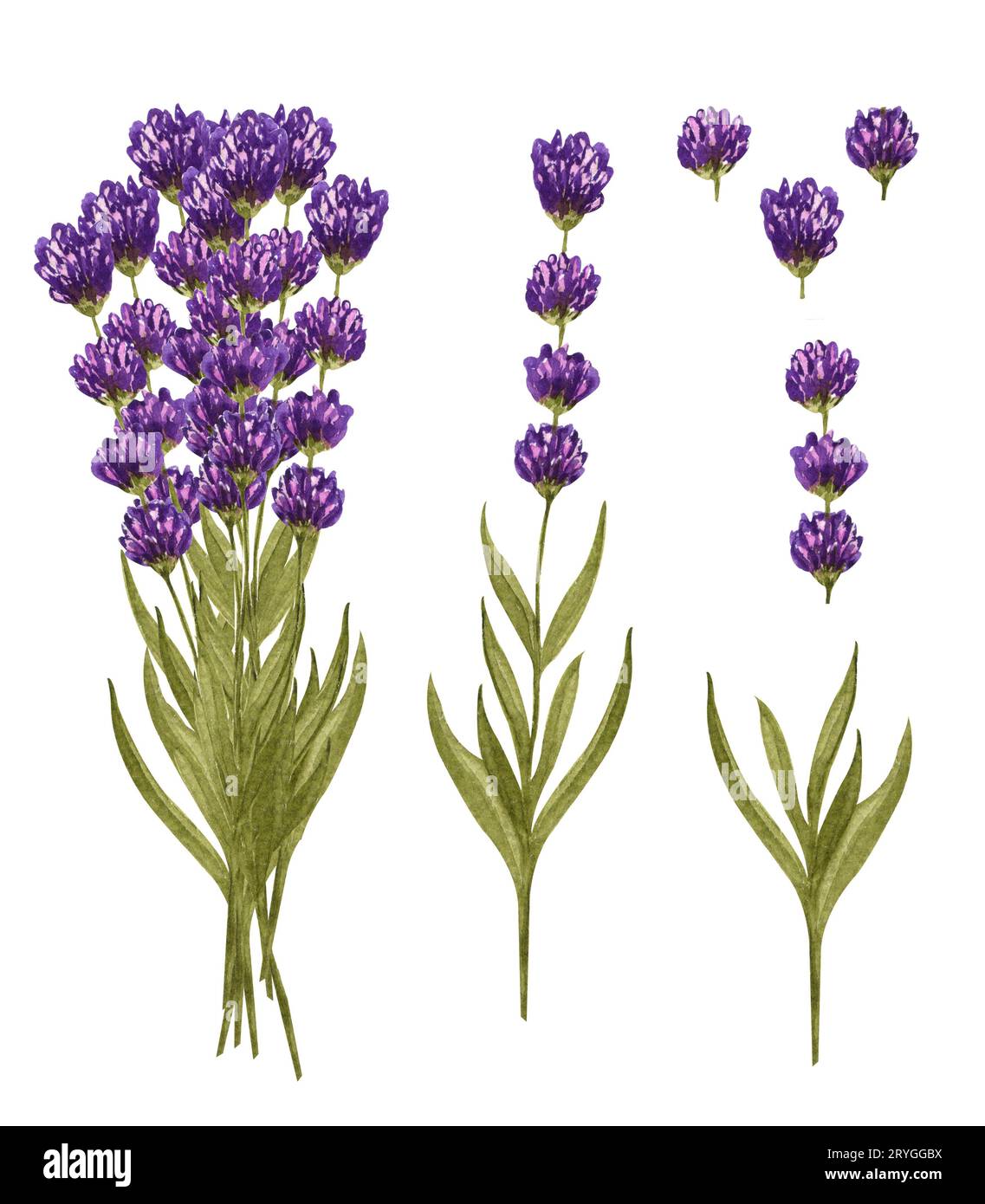 Lavendelstrauß in Aquarellfarben und einzelne Lavendelblüten. Handgezeichnetes Blumenset isoliert auf weiß. Honigkraut Stockfoto