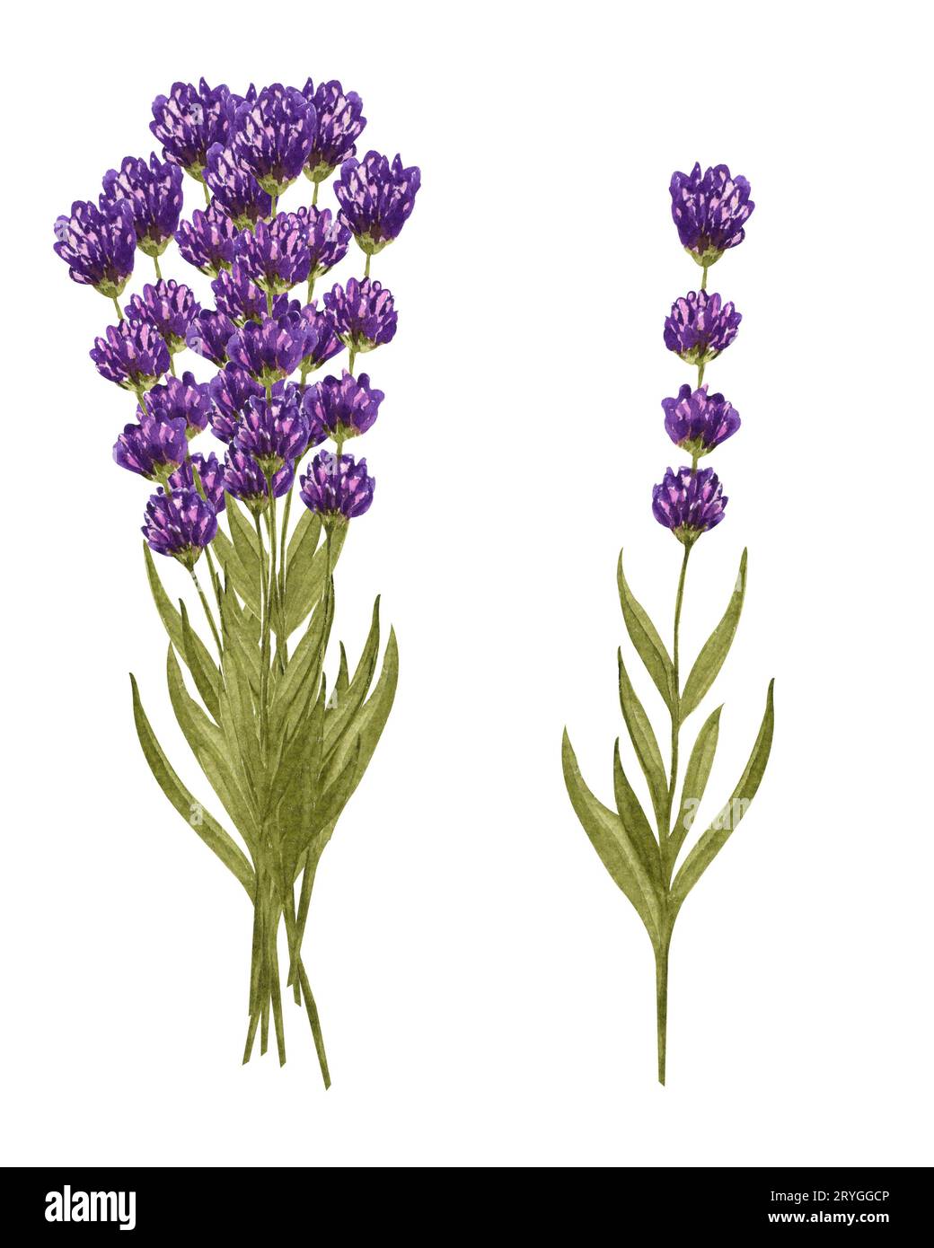 Lavendelstrauß in Aquarellfarben und einzelne Lavendelblüten. Handgezeichnetes Blumenset isoliert auf weiß. Honigkraut Stockfoto