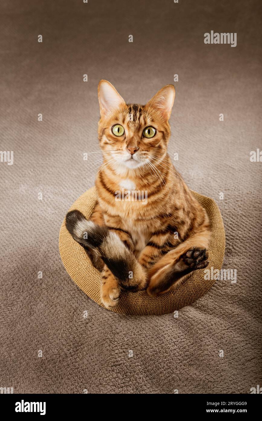 Lustige bengalische Katze sitzt in einem Strohhut. Stockfoto