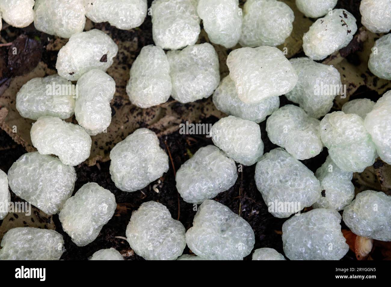 Amsterdam Niederlande biologisch abbaubares Verpackungsmaterial, das mit einer Verpackung von de Bolster, einem niederländischen Saatguthändler, versandt wird. Die Verpackung besteht aus Stärke aus pflanzlichen Rückständen und kann direkt auf den Kompost aufgesetzt werden. Verpackungsabfälle, insbesondere aus Versandverpackungen, sind ein wesentlicher Teil des weltweiten Abfalls. Indem Versandunternehmen die Verpackung leicht recycelbar machen, können sie den Kreis schließen. In diesem Fall geht die Verpackung direkt zum Kompost, um Boden herzustellen, in dem die Samen angebaut werden. Opvulmateriaal, biologisch, afbreekbaar, restmateriaal, Kompost, composteren, vlokken, Stockfoto