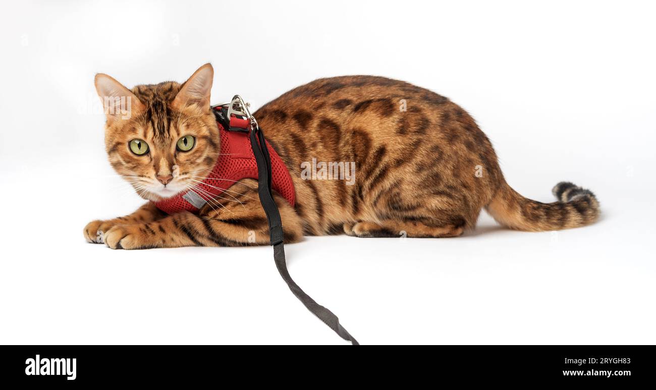 Bengalische Katze in einem roten Gurtzeug auf weißem Hintergrund. Stockfoto