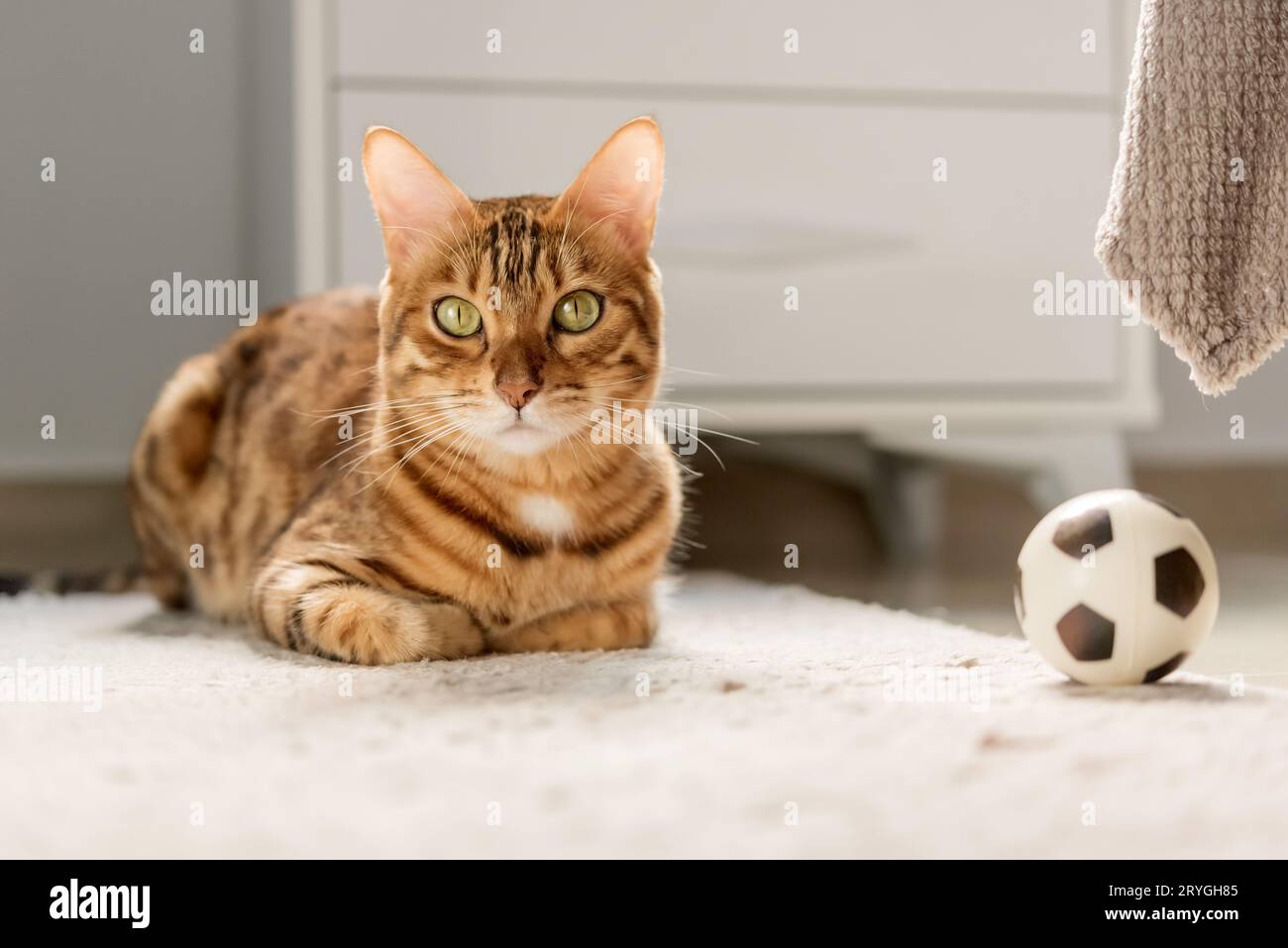 Niedliche bengalische Katze mit einem Ball auf dem Boden zu Hause. Stockfoto