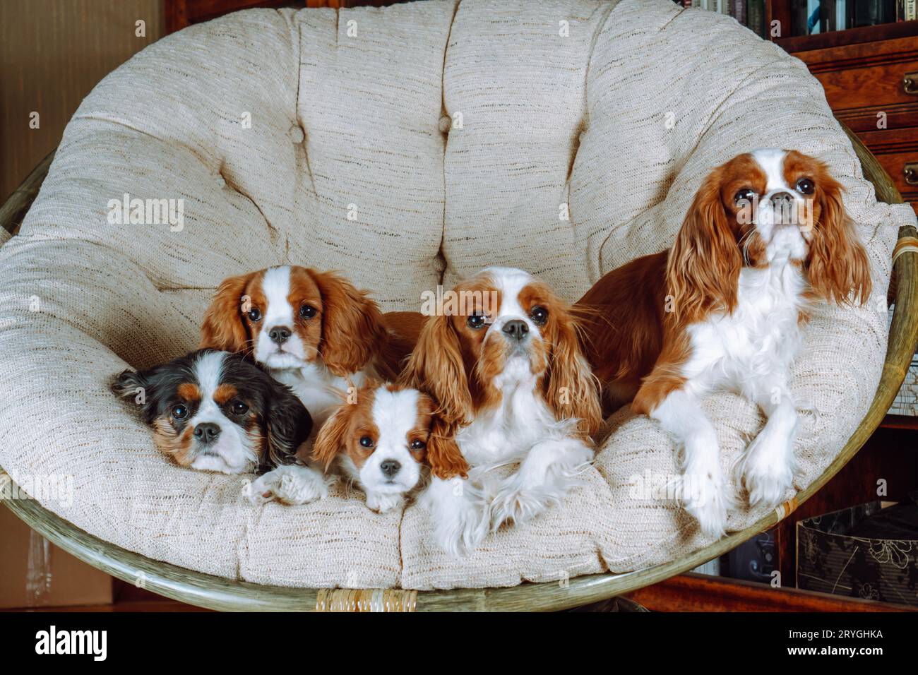 Gruppenporträt der kavaliere König Charles Spaniels von Tricolor und Blenheim Farben von Erwachsenen und kleinen Welpen, sitzen in großen gemütlichen runden Sessel in Stockfoto