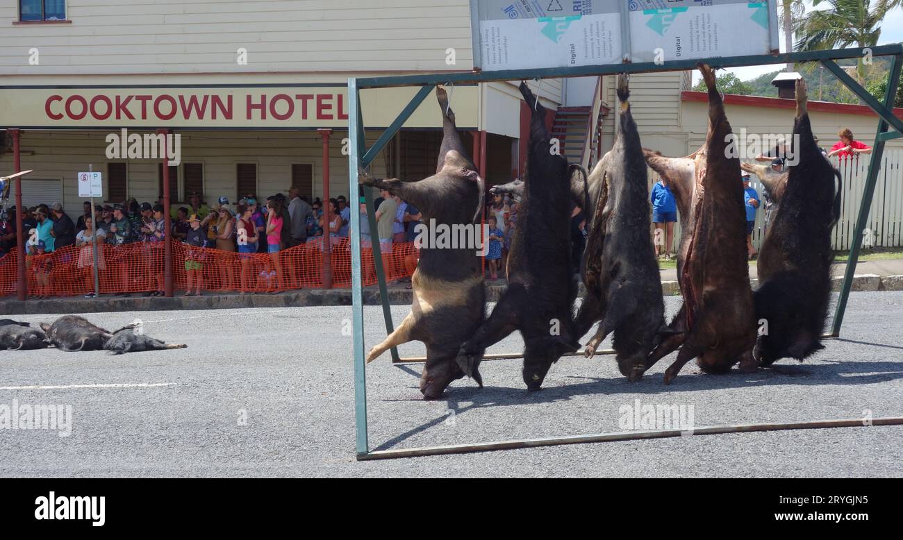 Massen, die nach dem Wildschweinkontrollwochenende am Hog Hunt 2023, Cooktown, Queensland, Australien, einwiegen. Kein MR oder PR Stockfoto