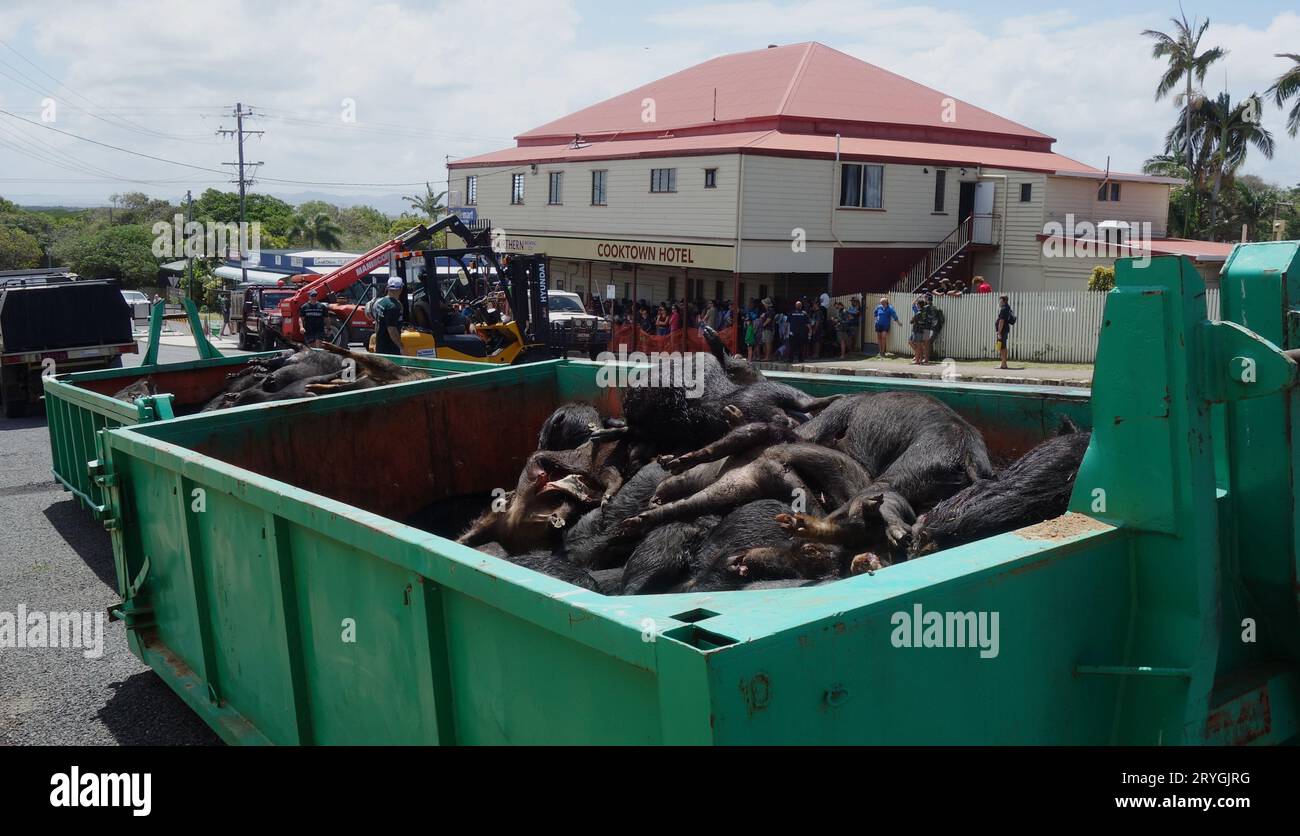 Schlachtkörper von toten Schweinen in 8-Tonnen-Abfalltonnen nach dem Wildschweinkontrolle-Wochenende, Hog Hunt 2023, Cooktown, Queensland, Australien. Kein MR oder PR Stockfoto