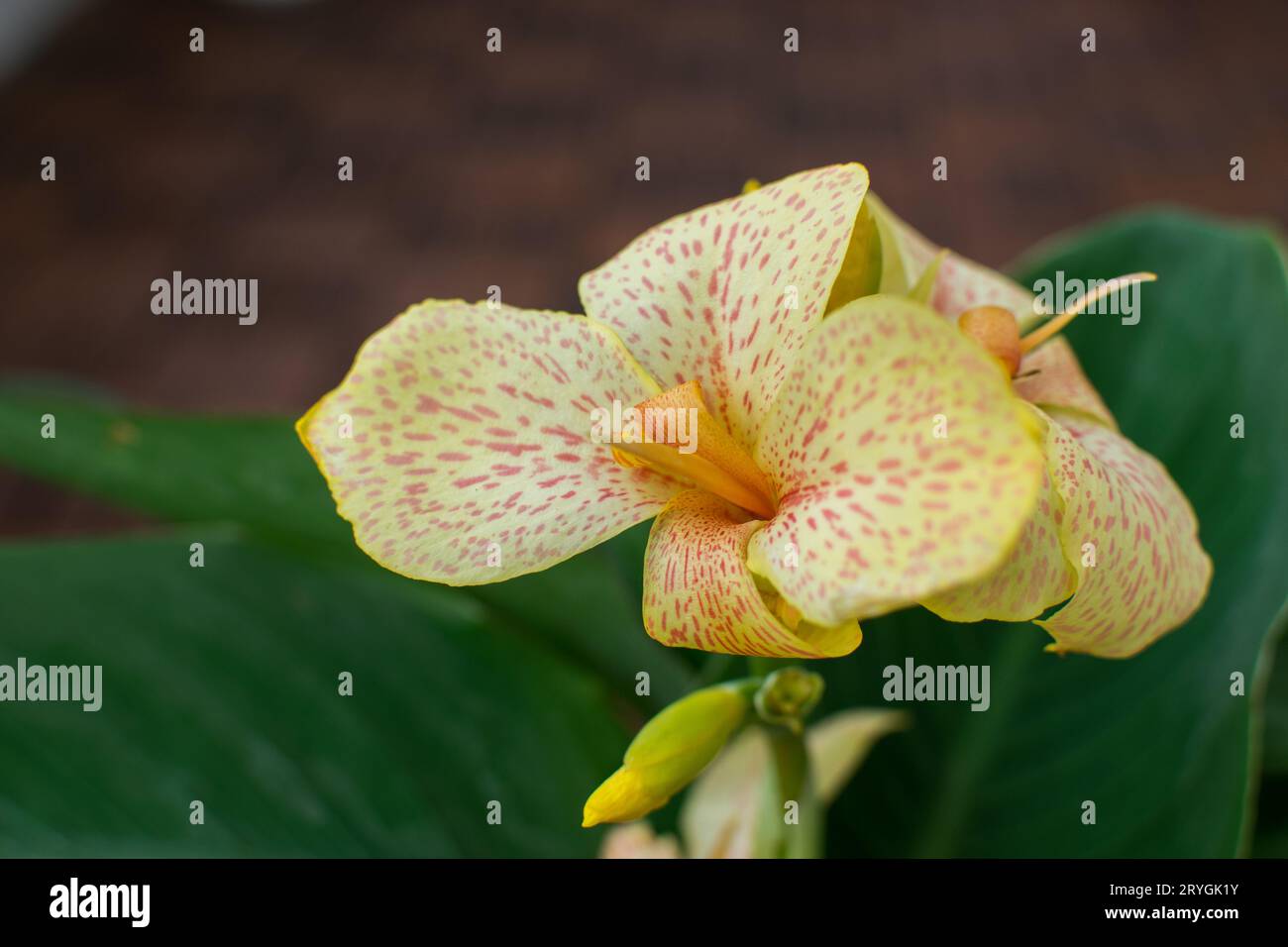 Nahansicht einer wunderschönen gelben Canna Cannasol Pflanze in Blüte. Stockfoto