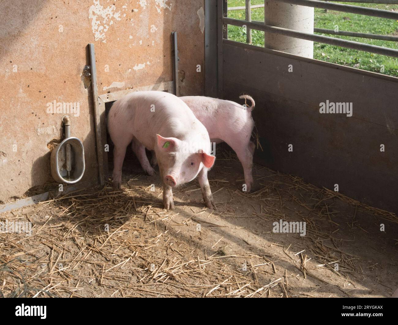 Jungschweine oder Ferkel in einem Betrieb Stockfoto Jungschweine oder Ferkel in einem Betrieb Stockfoto