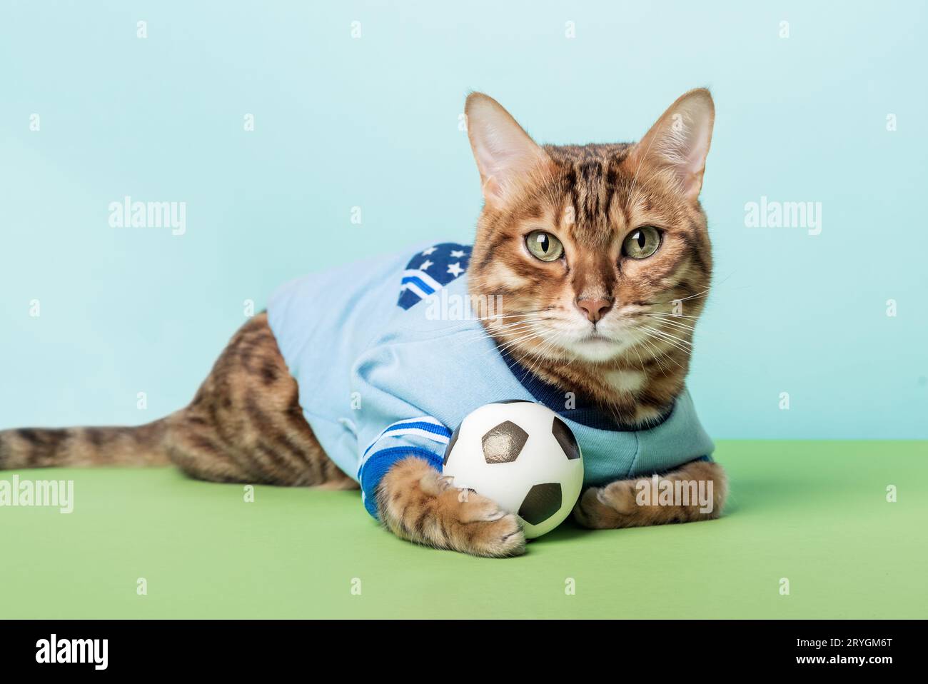 Eine rote Katze liegt mit einem Ball auf einem blau-grünen Hintergrund. Stockfoto