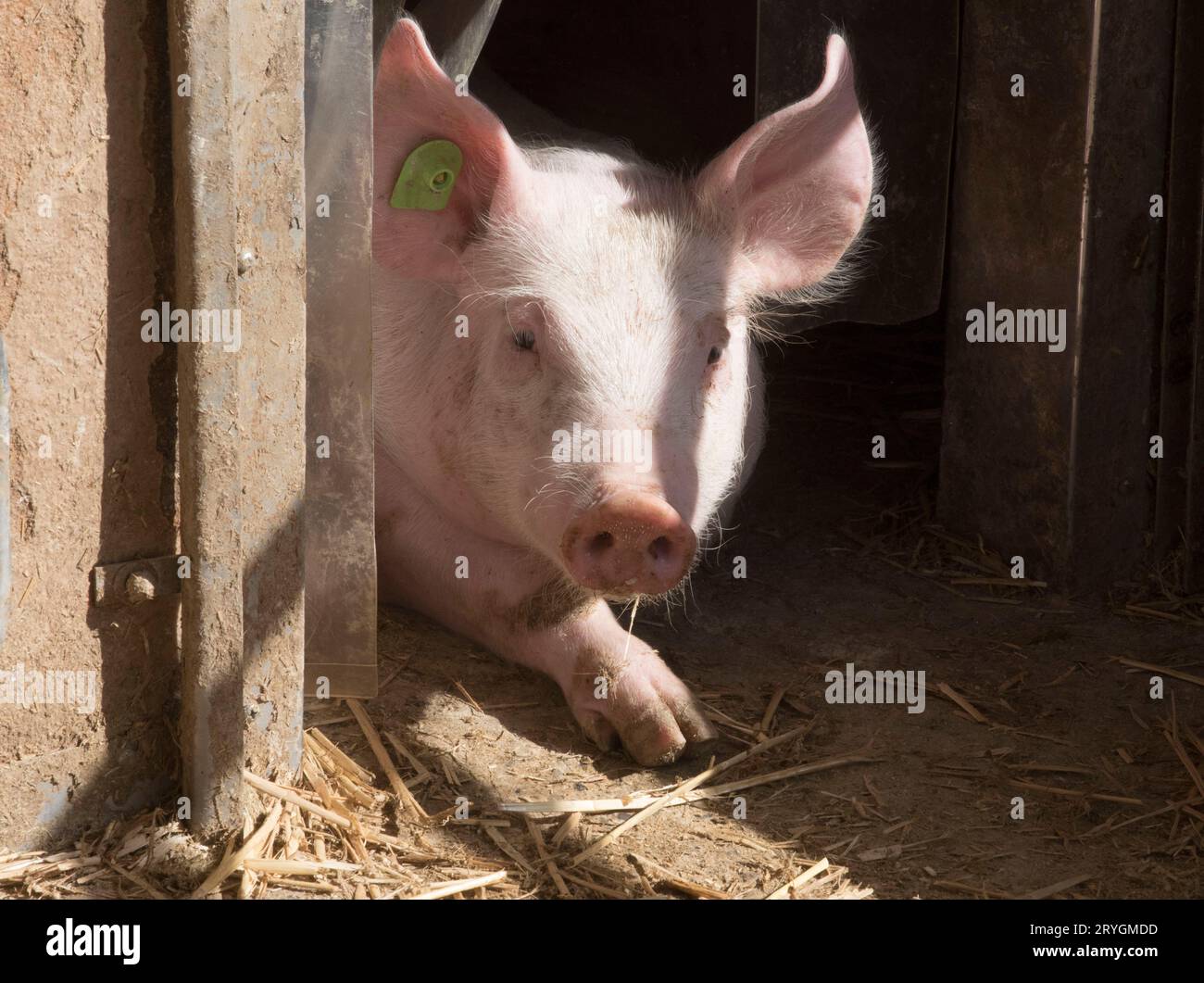 Jungschweine oder Ferkel in einem Betrieb Stockfoto Jungschweine oder Ferkel in einem Betrieb Stockfoto