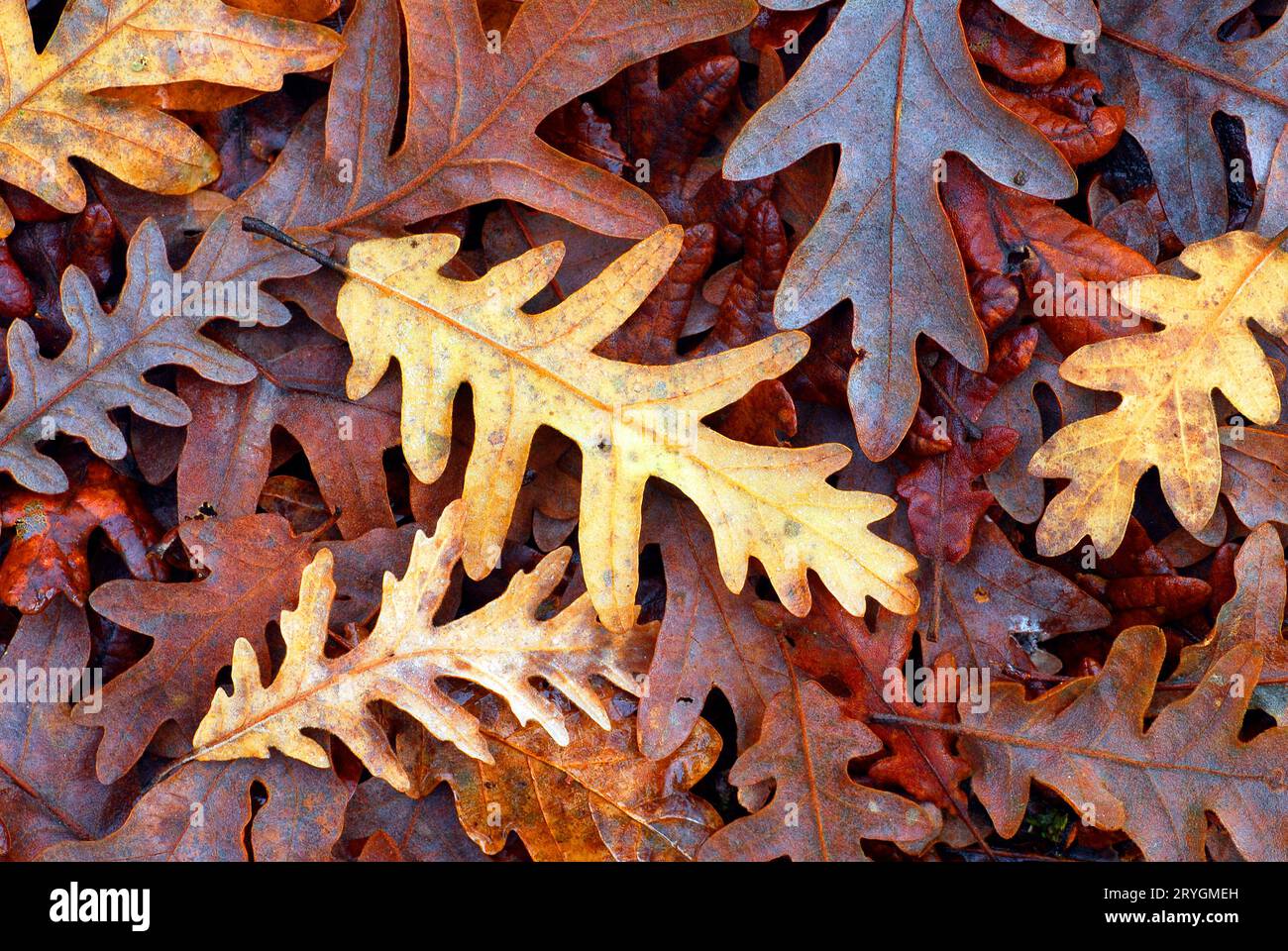 Die Blätter der Pyrenäeneiche (Quercus pyrenaica) fallen auf den Boden. Stockfoto