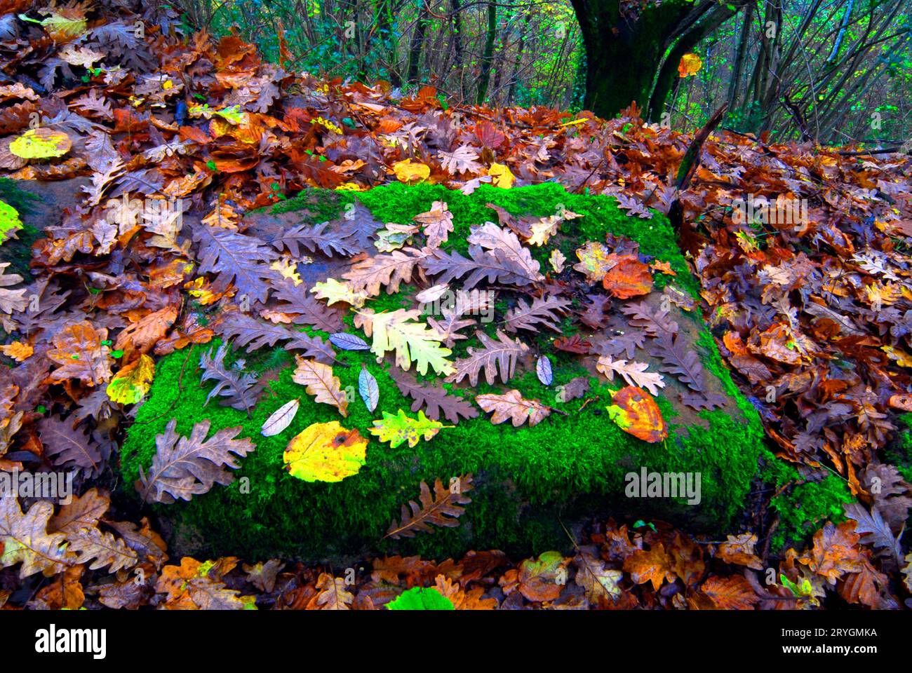 Blätter der Pyrenäeneiche (Quercus pyrenaica) auf einem moosbedeckten Fels. Stockfoto