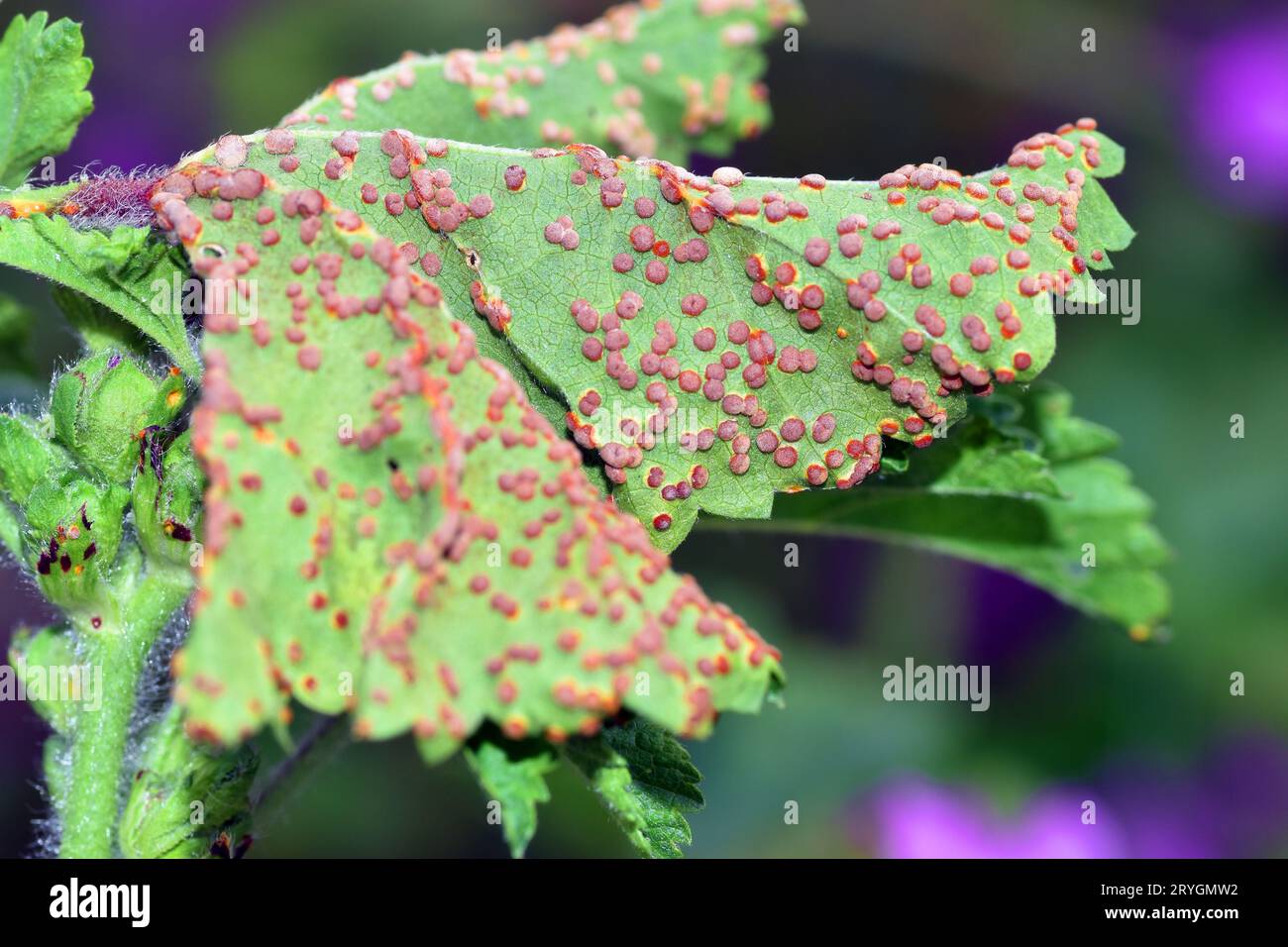 Malvenrost (Puccinia malvacearum) an Malvenblatt und selektivem Fokus. Es handelt sich um einen pathogenen Pilz Stockfoto