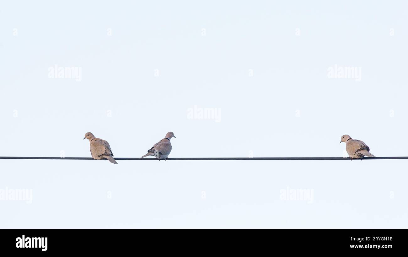 Drei Tauben sitzen auf einem Draht und schauen Stockfoto