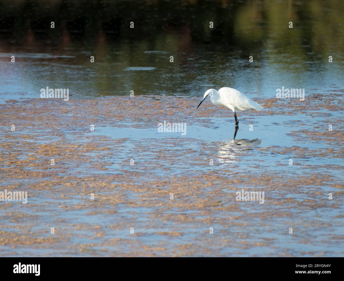 Großer Reiher (Ardea alba), echte Tierwelt - kein ZOO Stockfoto