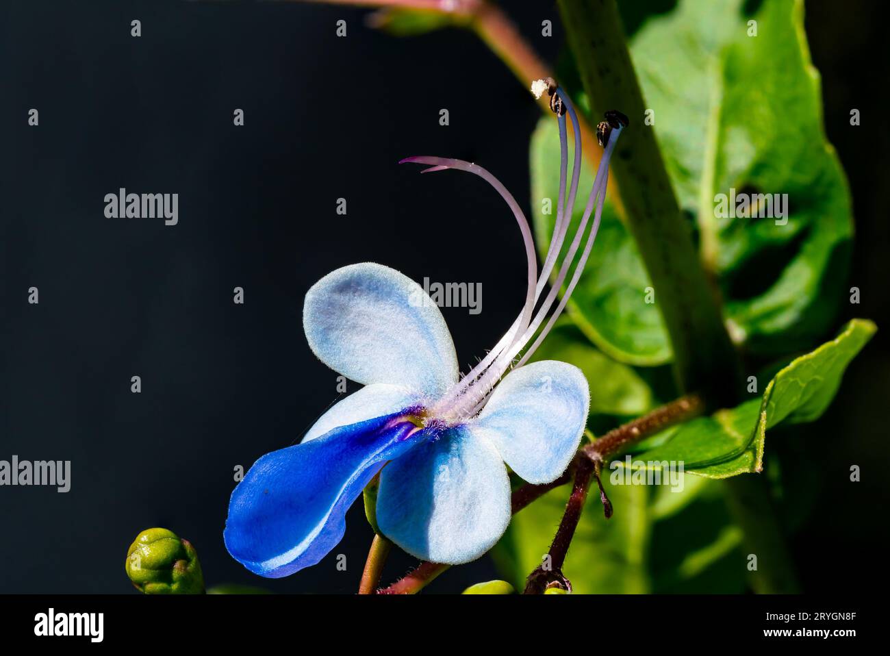 Schmetterlingsbusblume im Morgenlicht. Stockfoto
