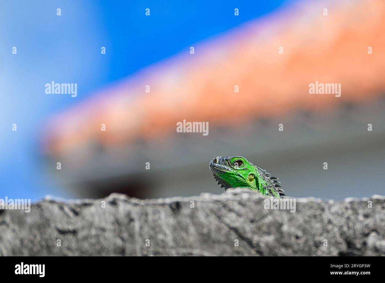 Leguane in der Karibik Stockfoto
