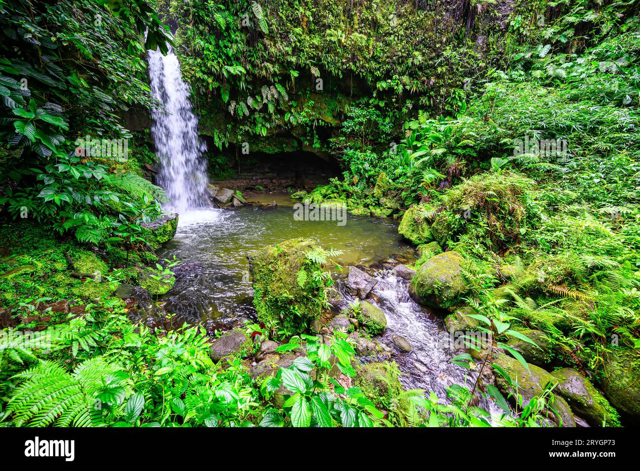 Einer der beliebtesten Orte auf der karibischen Insel Dominica ist der Emerald Pool Stockfoto