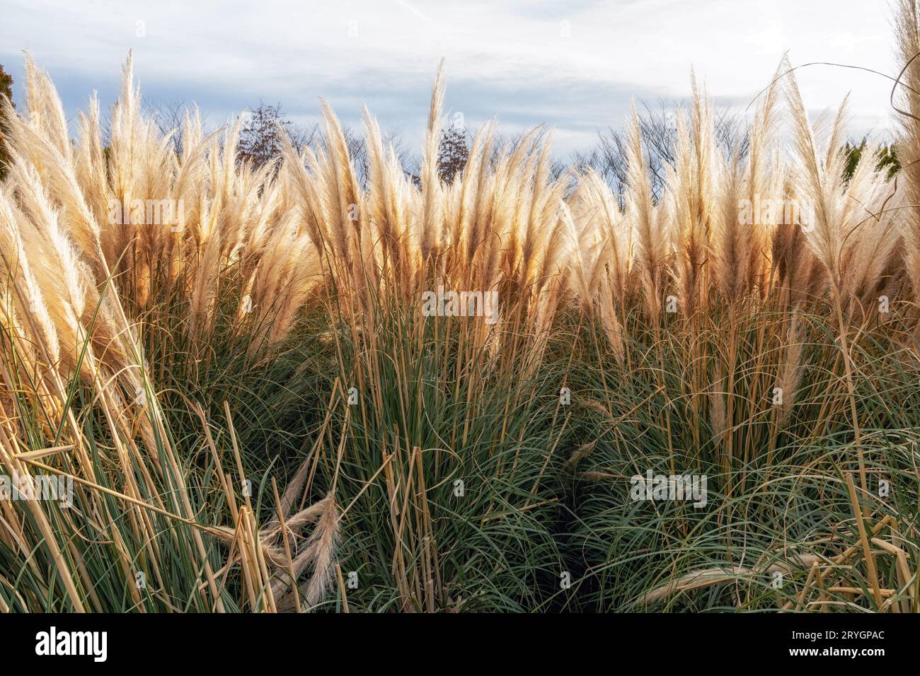 Cheonsaseom Bonsai Park Pampas Gras Stockfoto