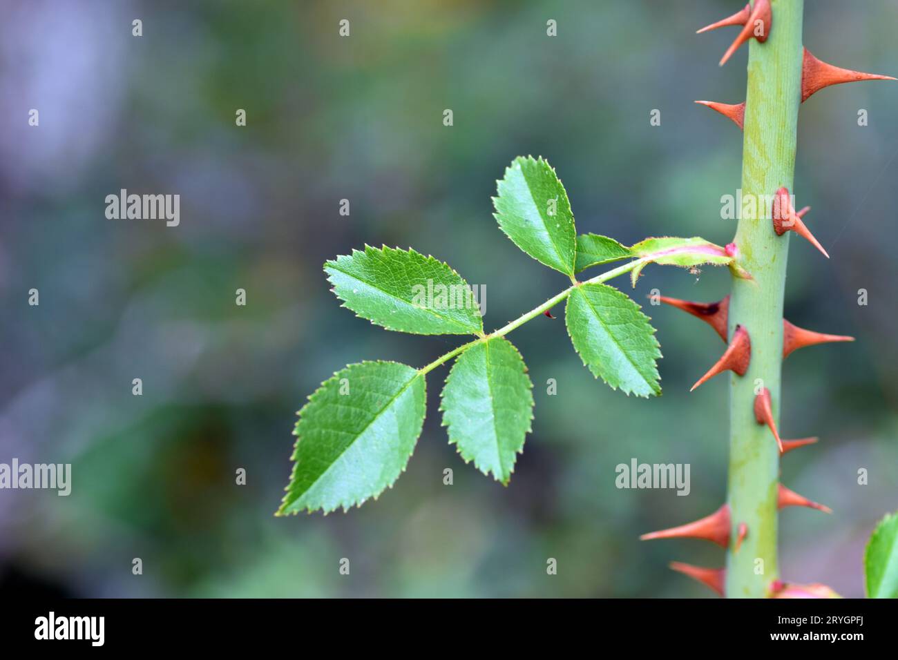Dornen und zusammengesetztes Blatt der Wildrose Rosa canina. Stockfoto