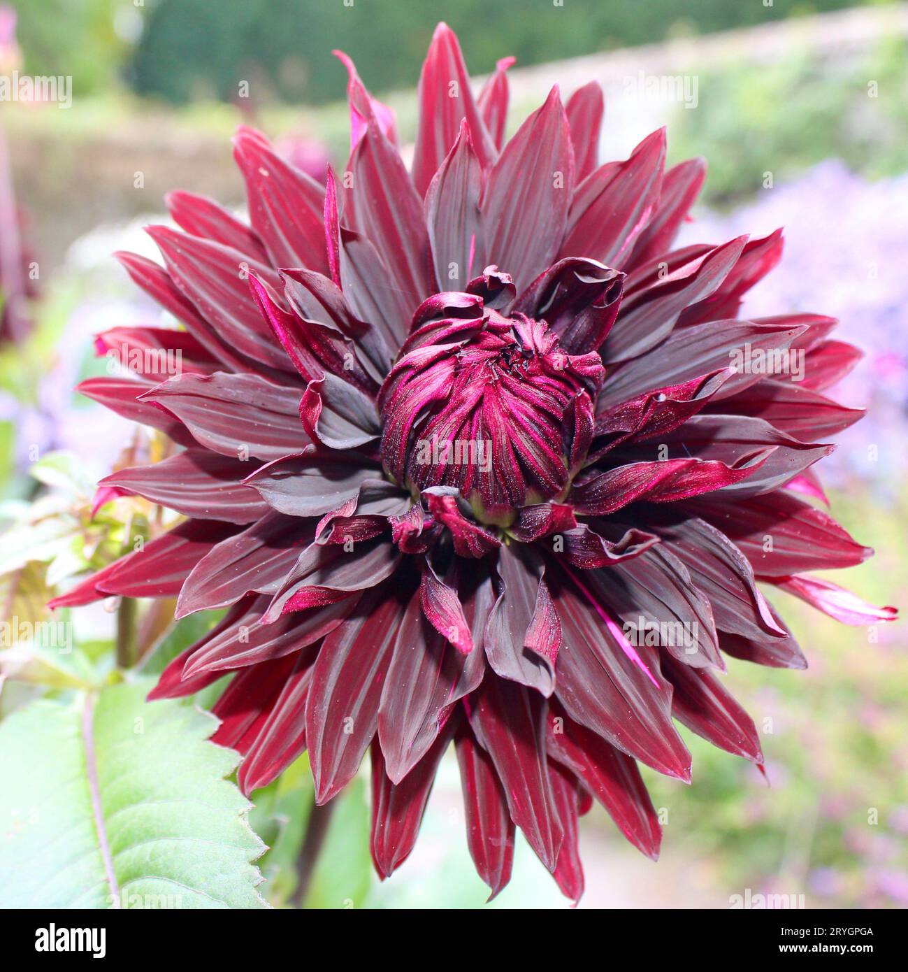 Dahlie 'Black Jack' Stockfoto