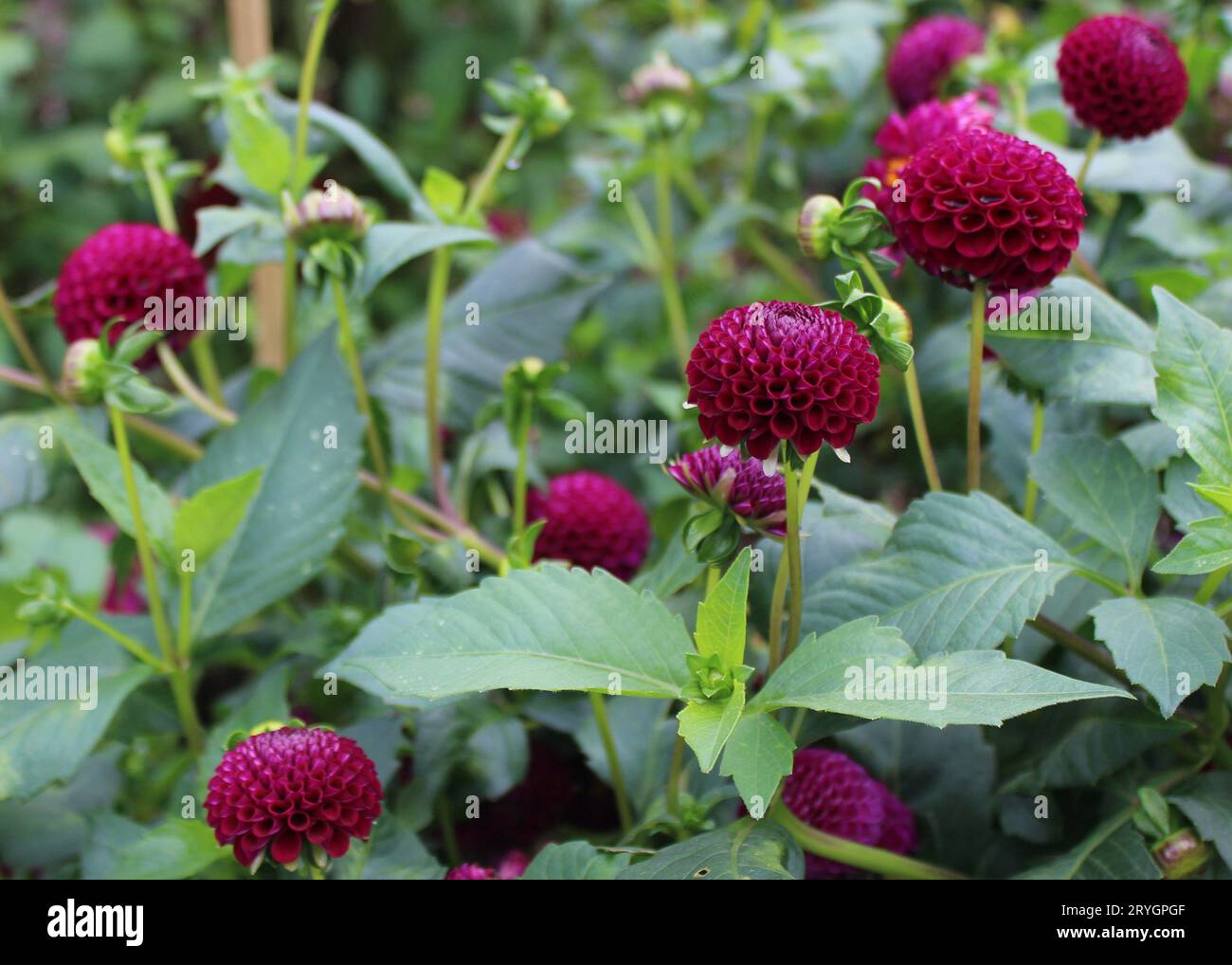 Dahlia „Moor Place“ Stockfoto