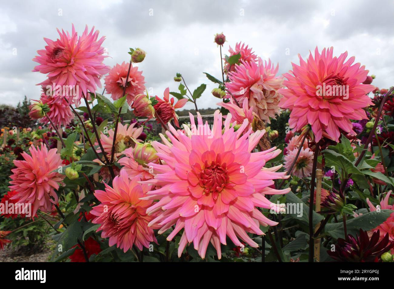 Dahlia Aljo Stockfoto