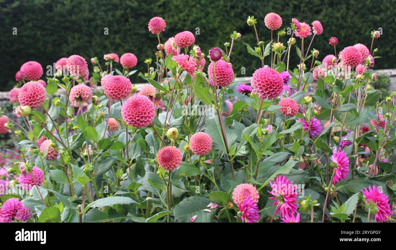 Dahlia „Caitlin's Joy“ Stockfoto
