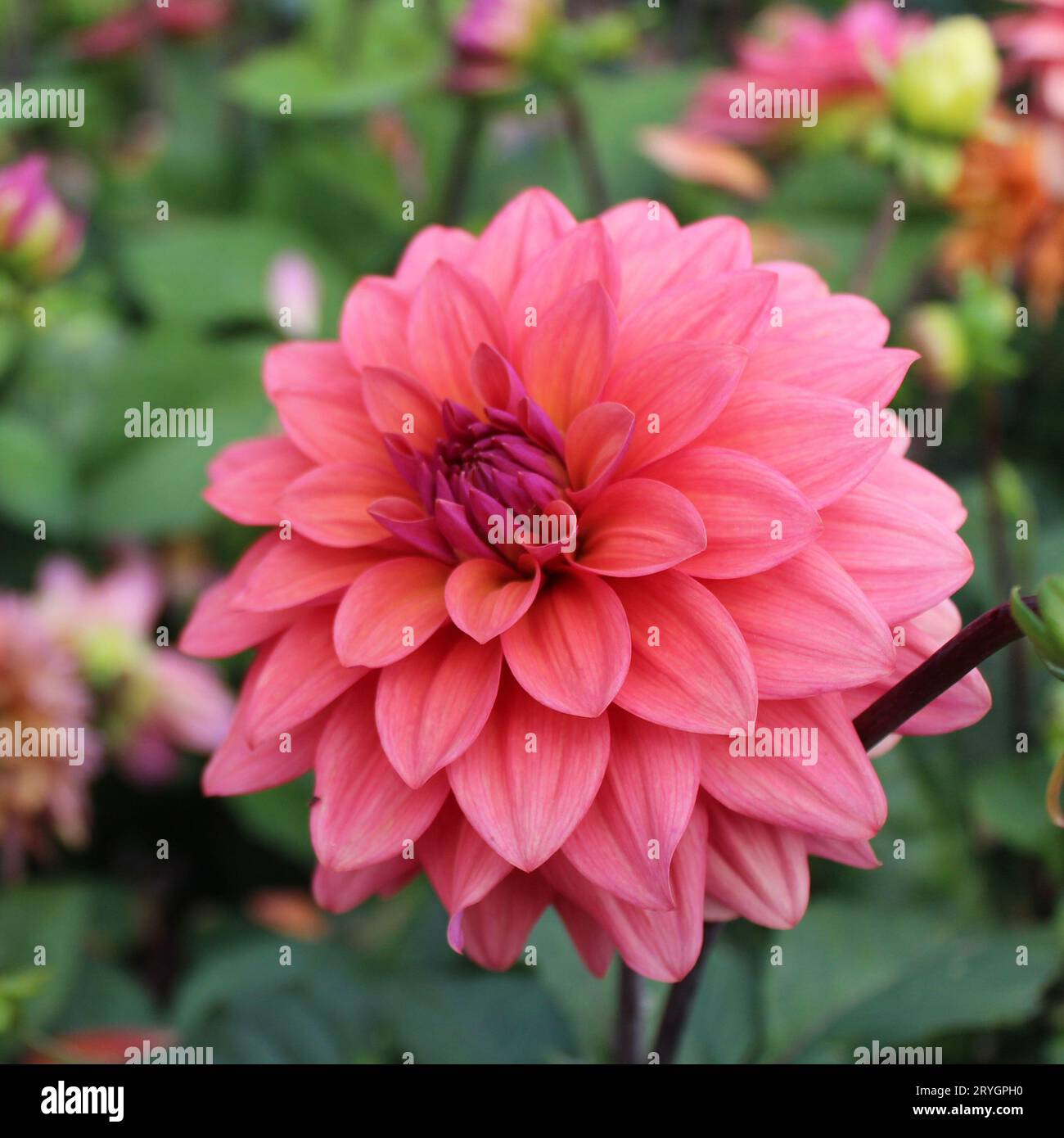 Dahlia „American Dawn“ Stockfoto