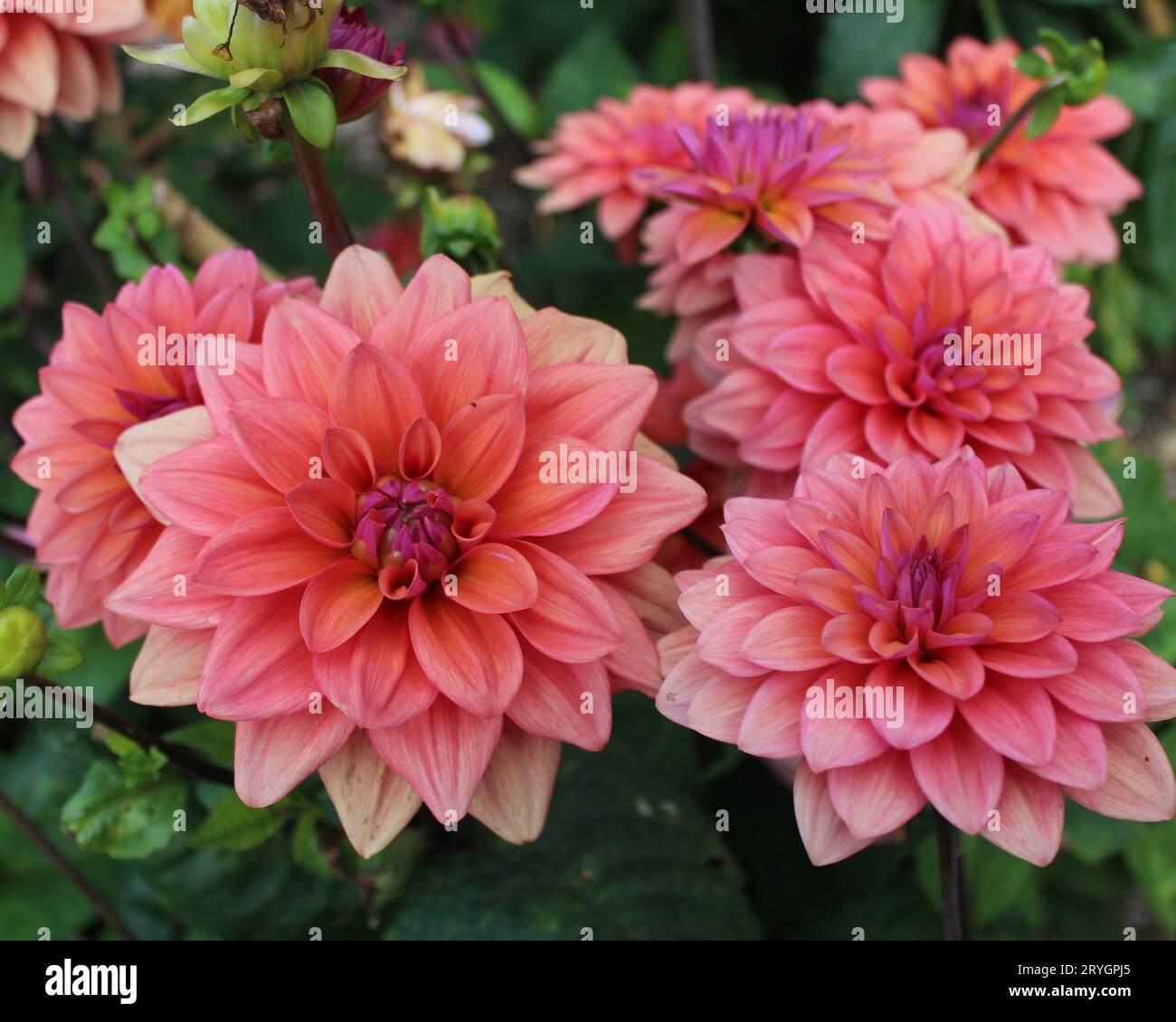 Dahlia „American Dawn“ Stockfoto