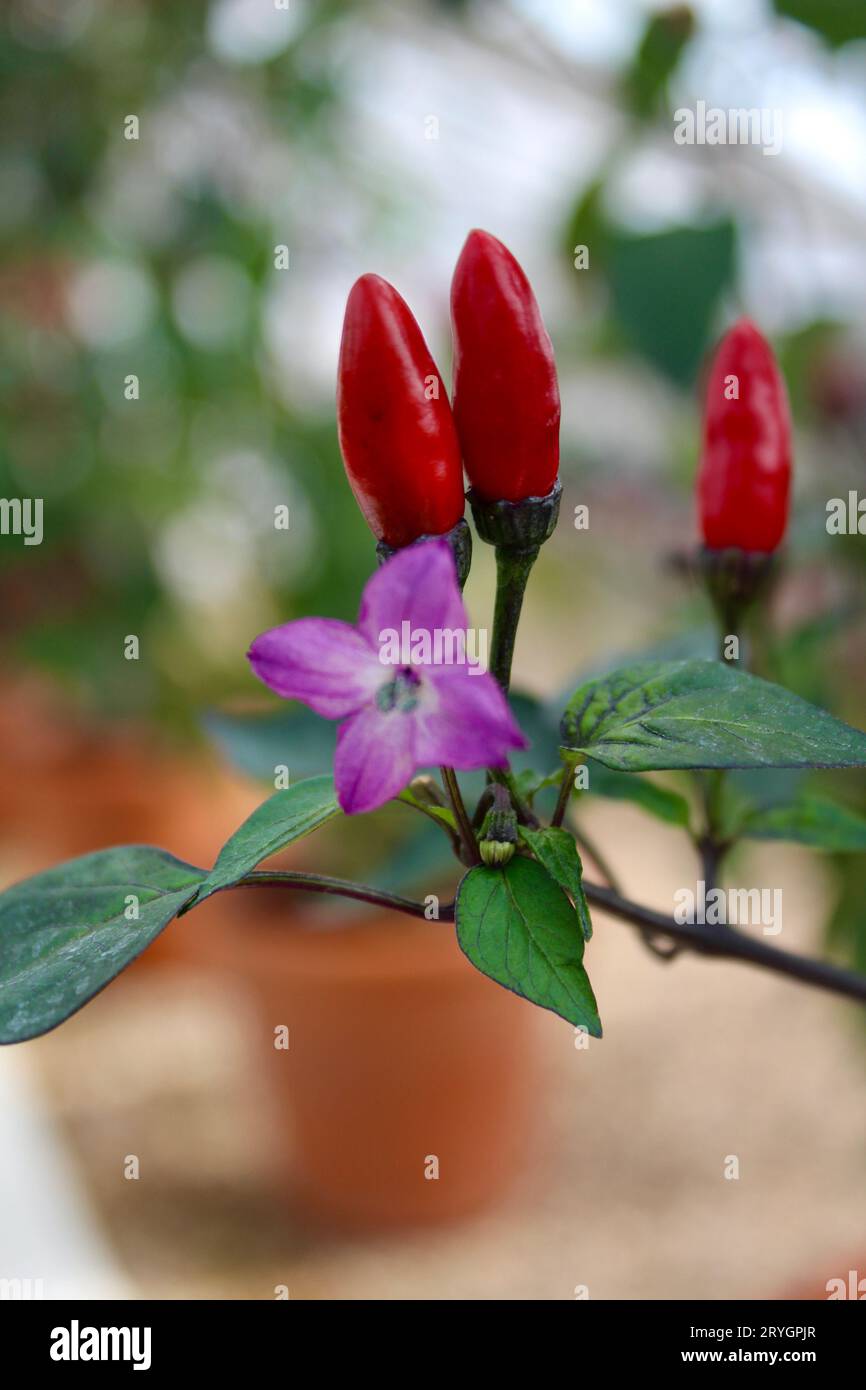 Chilli annuum kala morich - Chilli Blume und Fruchtkörper Stockfoto