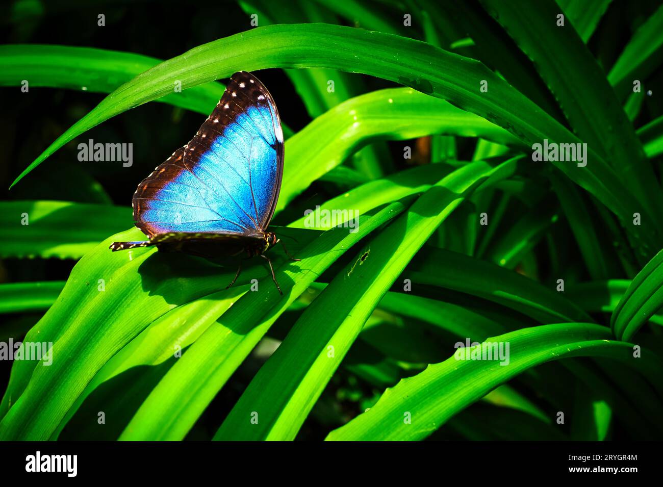 Schmetterlinge auf schönen Pflanzen Stockfoto